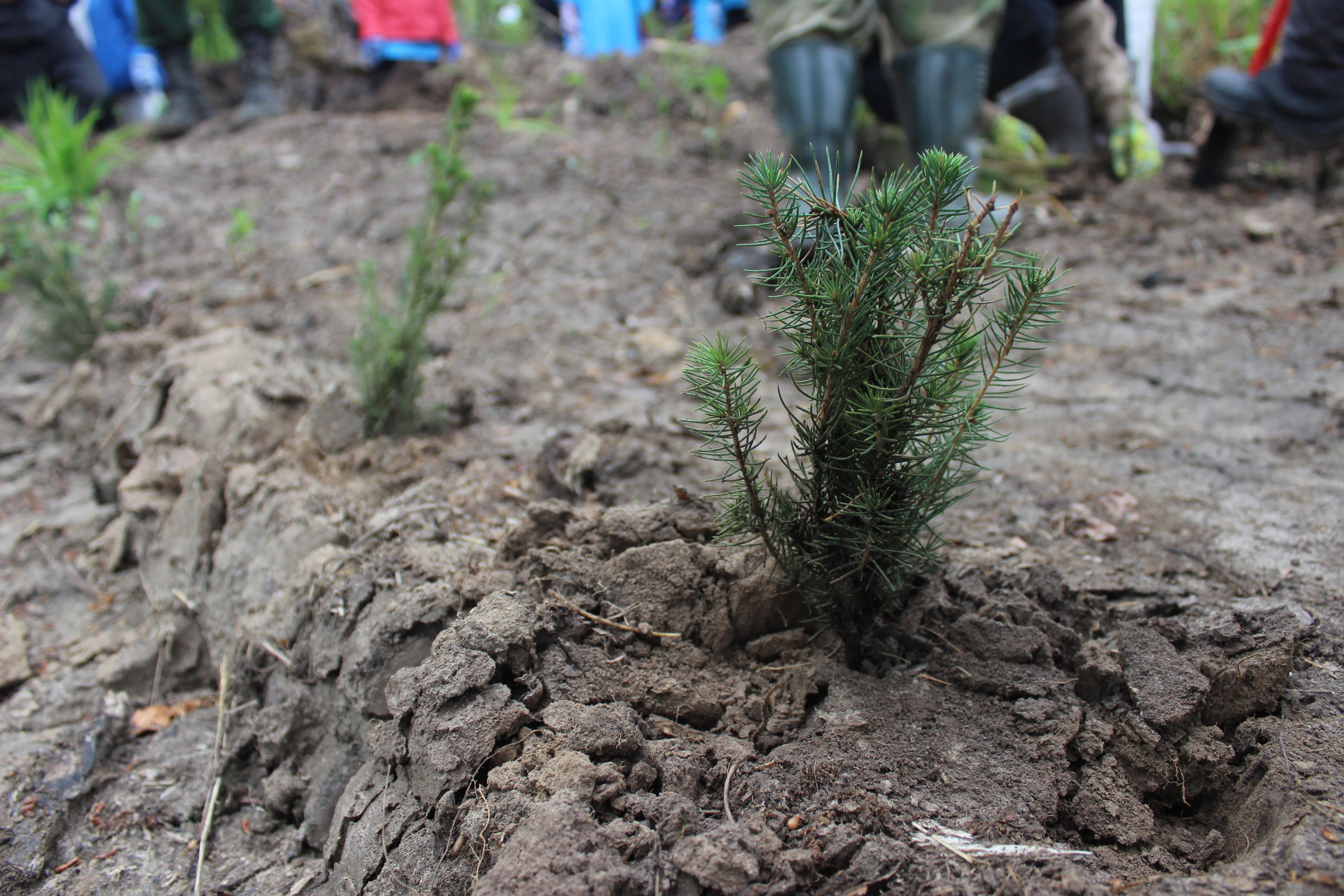 Siberian wellness «100 Га от нас — планете»