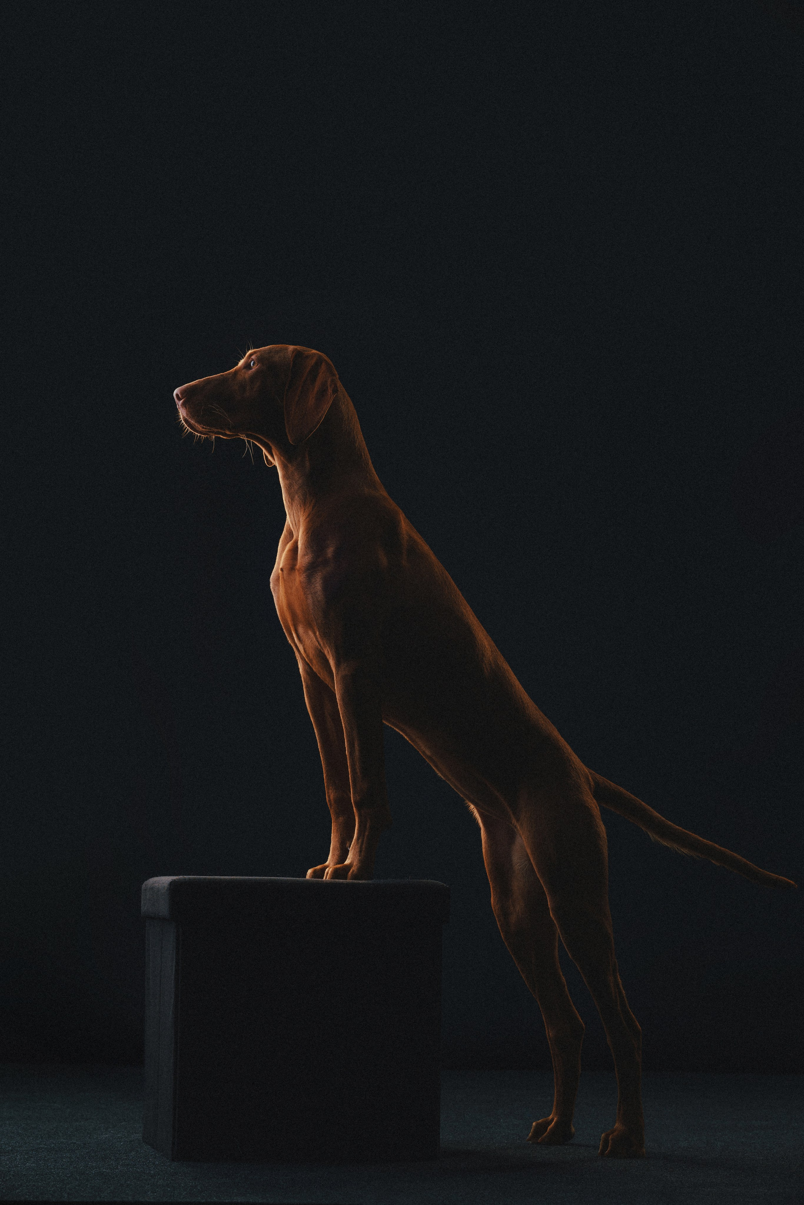 Выжла Гая. Фотограф анималист Осипчикова Мария