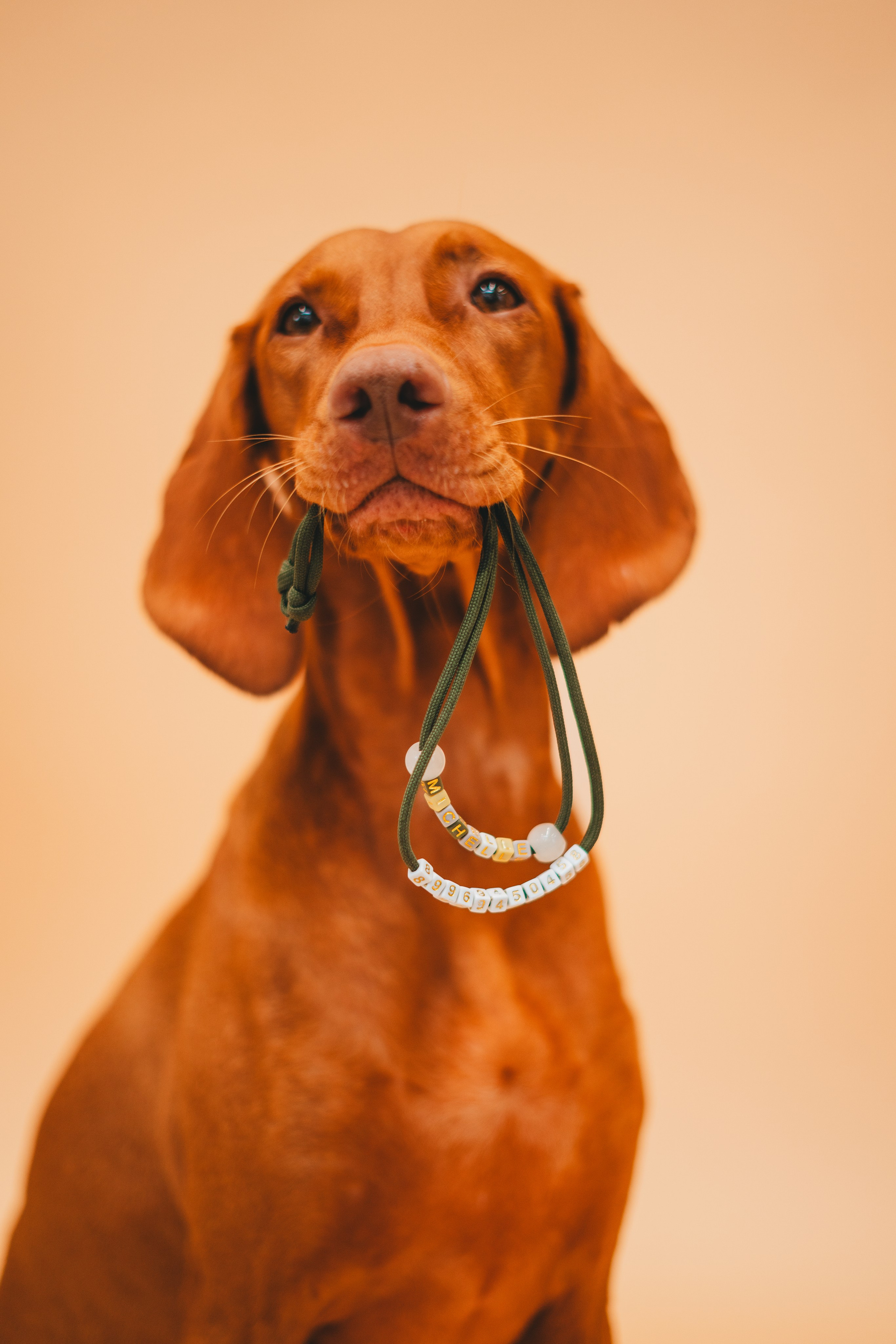 Груминг — салон. Фотограф анималист Осипчикова Мария