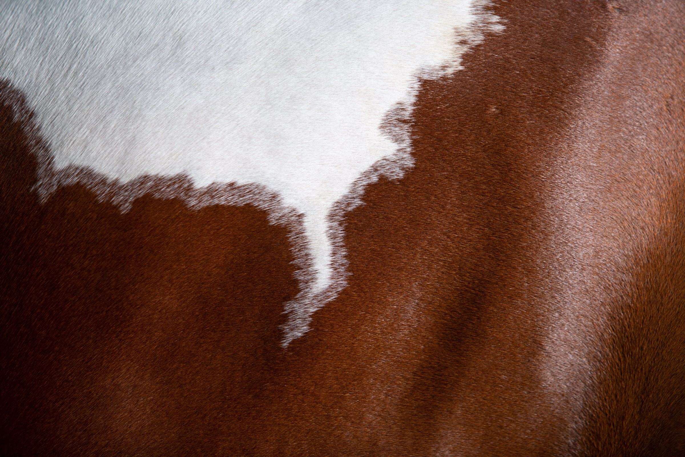 Пятна. KatymartArt — Equine photography