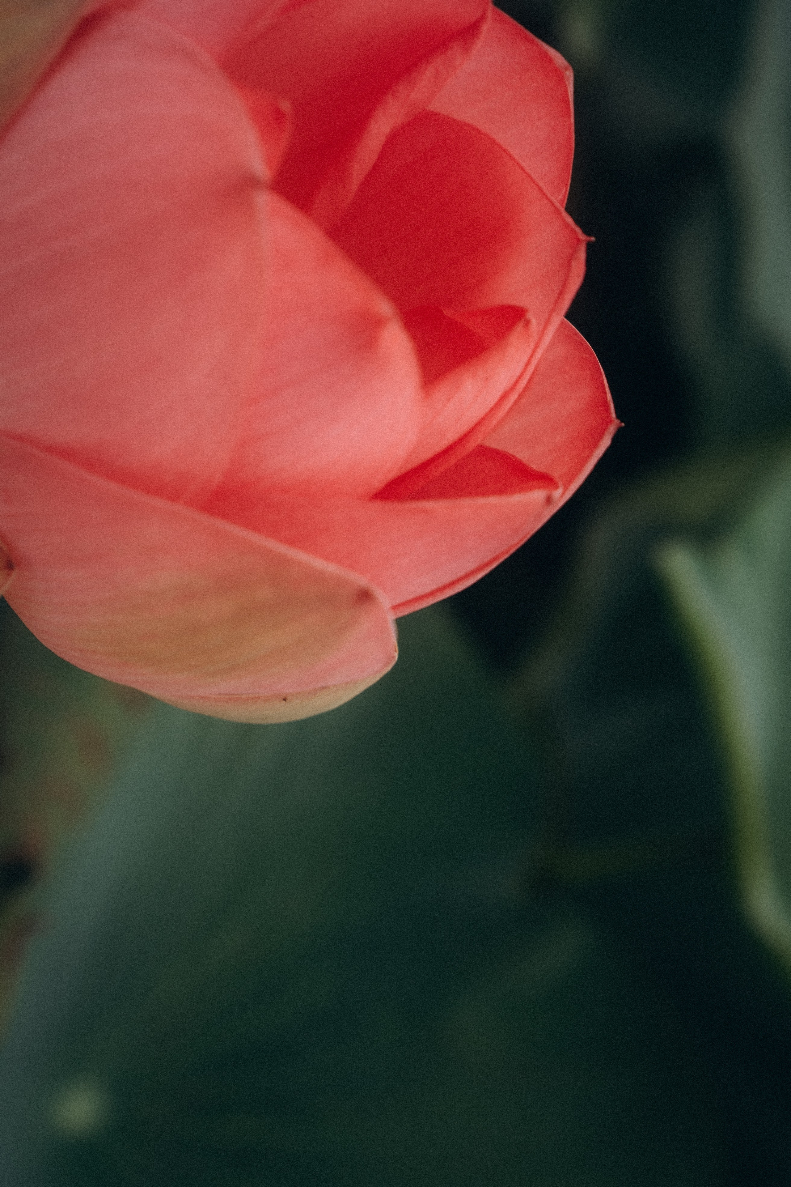 ЛОТОСОВАЯ ПОЛЯНА. Профессиональный фотограф, Санкт-Петербург — Виктория Богомолова