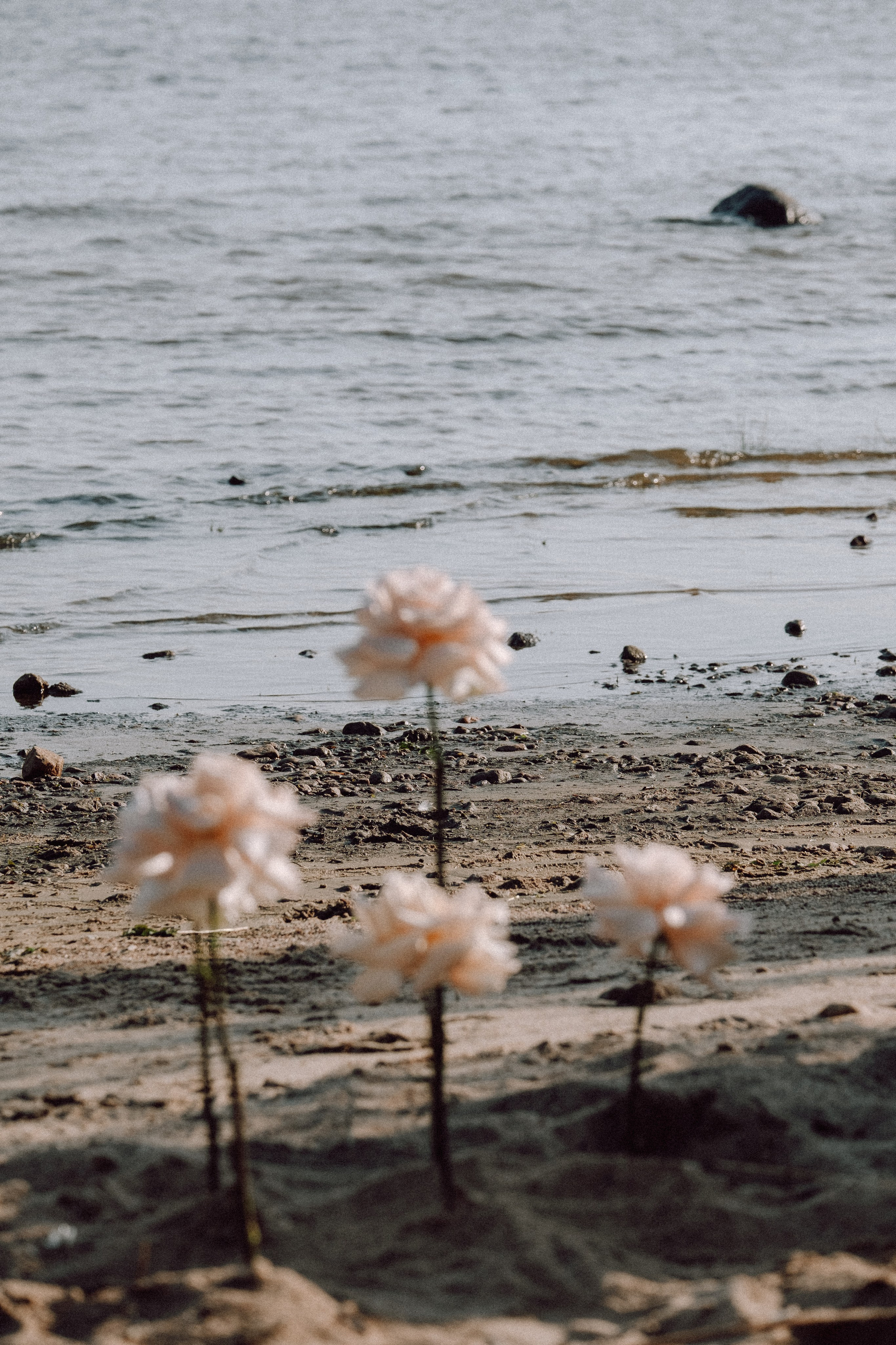 СВАДЕБНАЯ ФОТОСЕССИЯ ВЫЕЗДНОЙ ЦЕРЕМОНИИ (ФИНСКИЙ ЗАЛИВ). Профессиональный фотограф, Санкт-Петербург — Виктория Богомолова