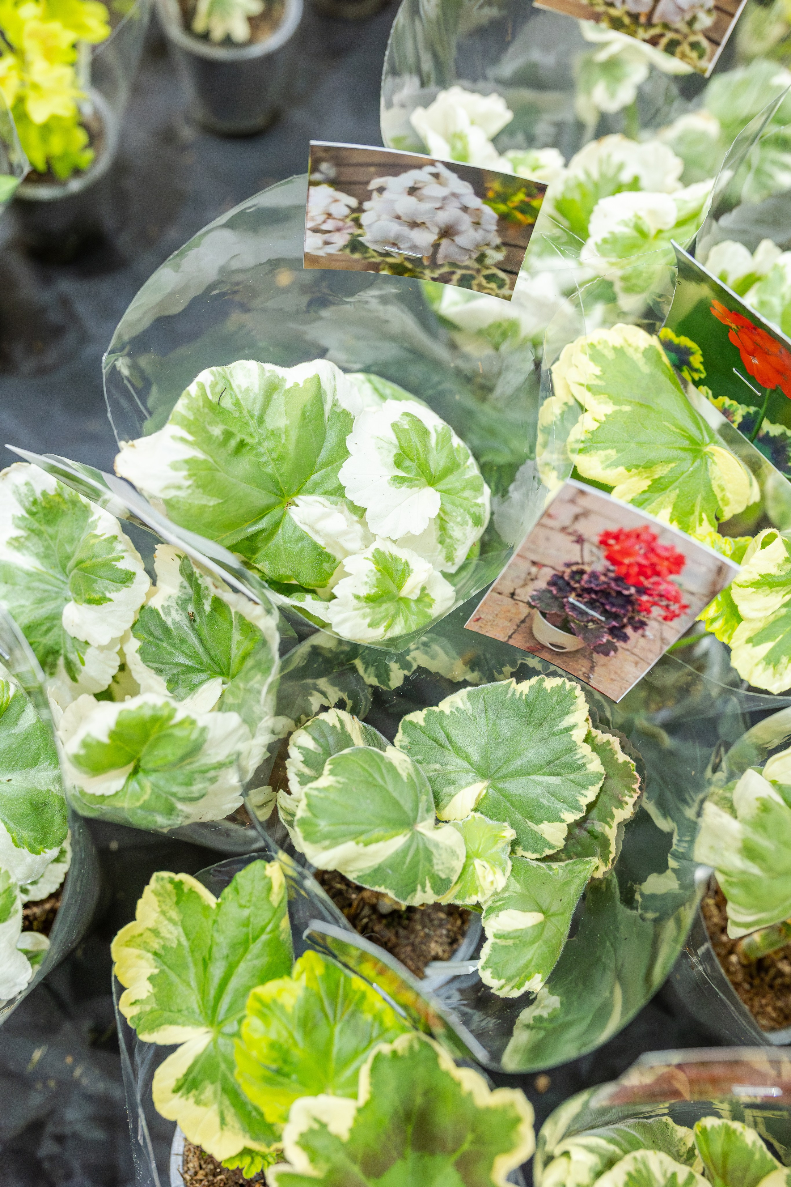 Монстериум апрель 2026. Александра Куликова фотограф, Москва