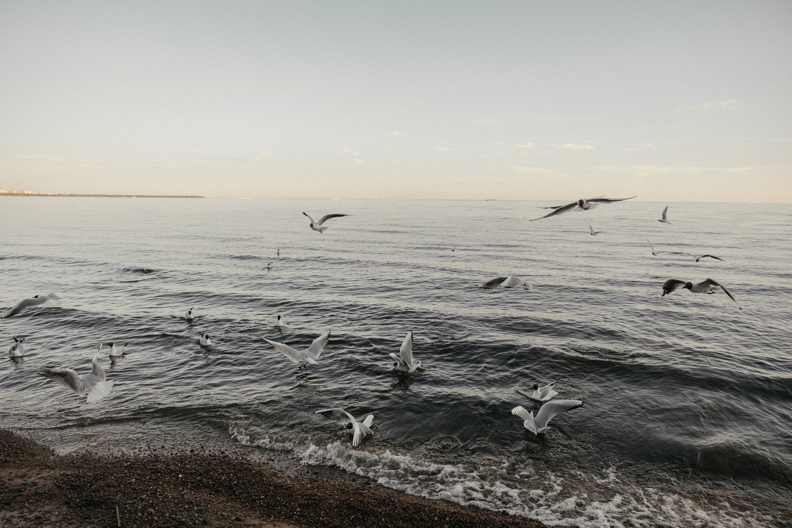 LOVE STORY на Финском заливе. Свадебный фотограф в Москве