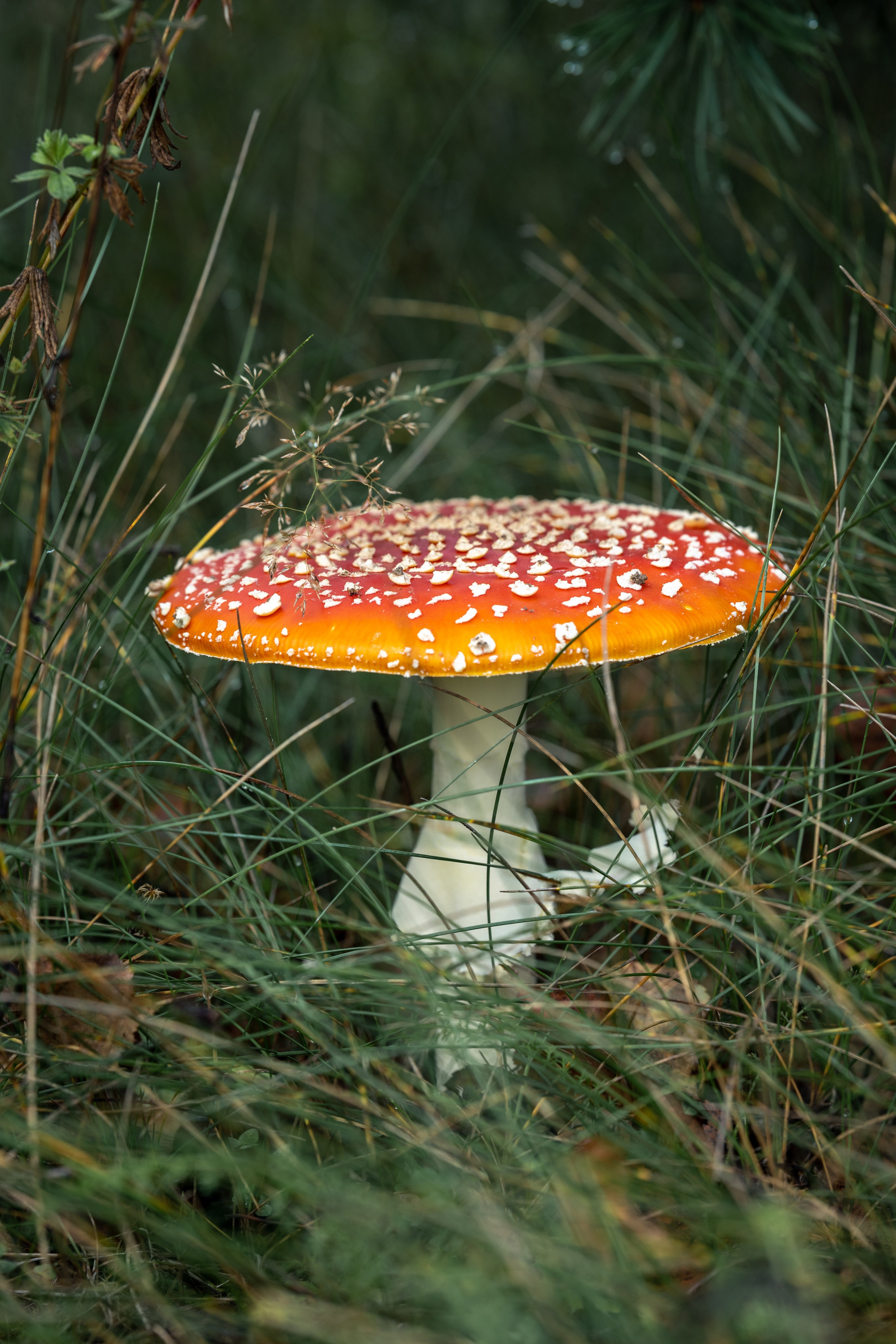 Природные пейзажи. Наталия Клевинскас портретный фотограф в Костроме