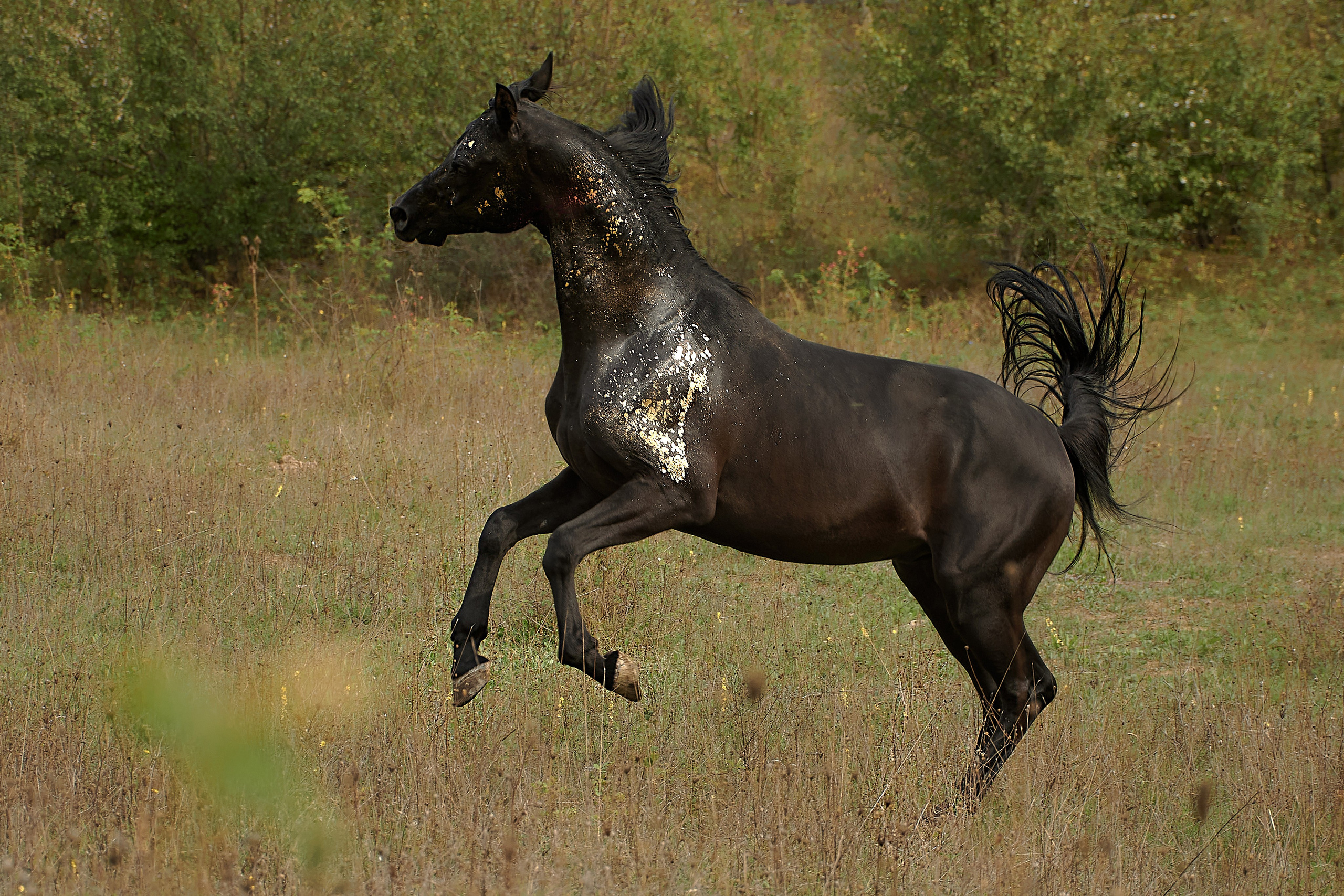 Харакс. Фотограф в Севастополе