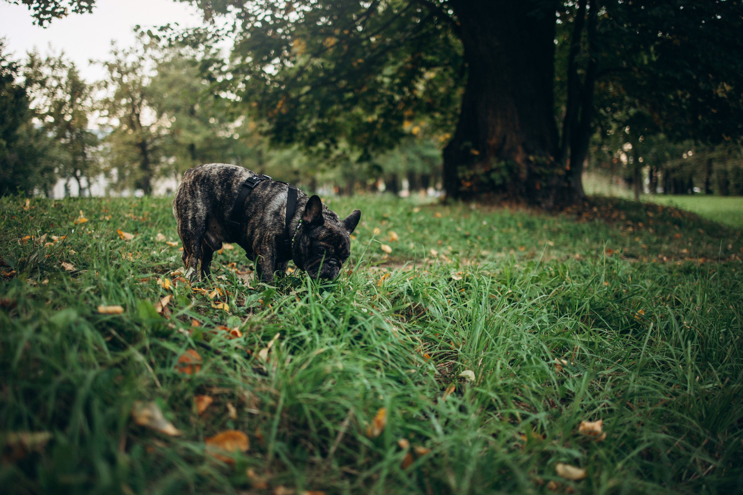Олеся и Луи. Фотограф — Анималист | Санкт-Петербург