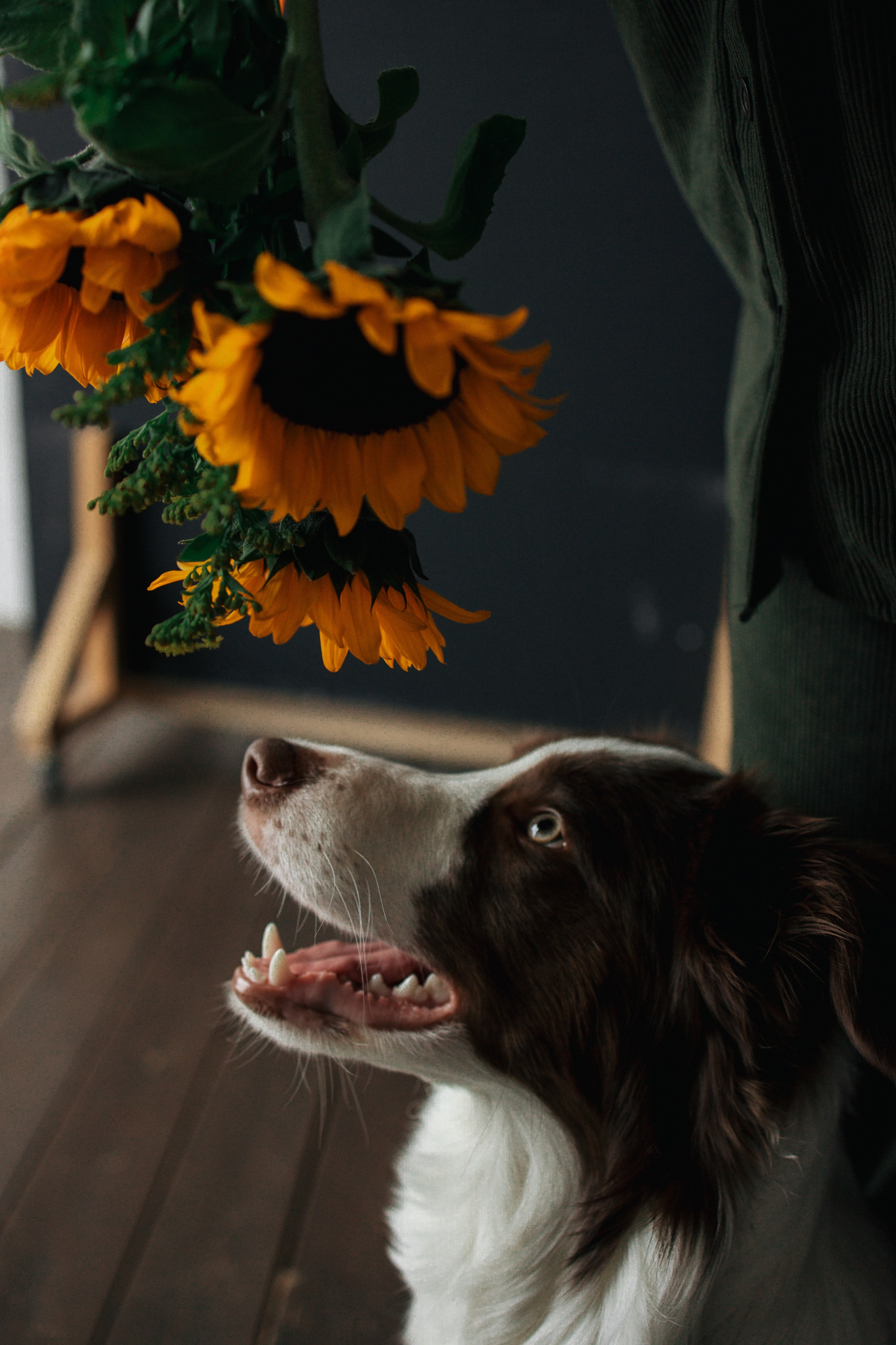 Настя и Симба. Фотограф — Анималист | Санкт-Петербург