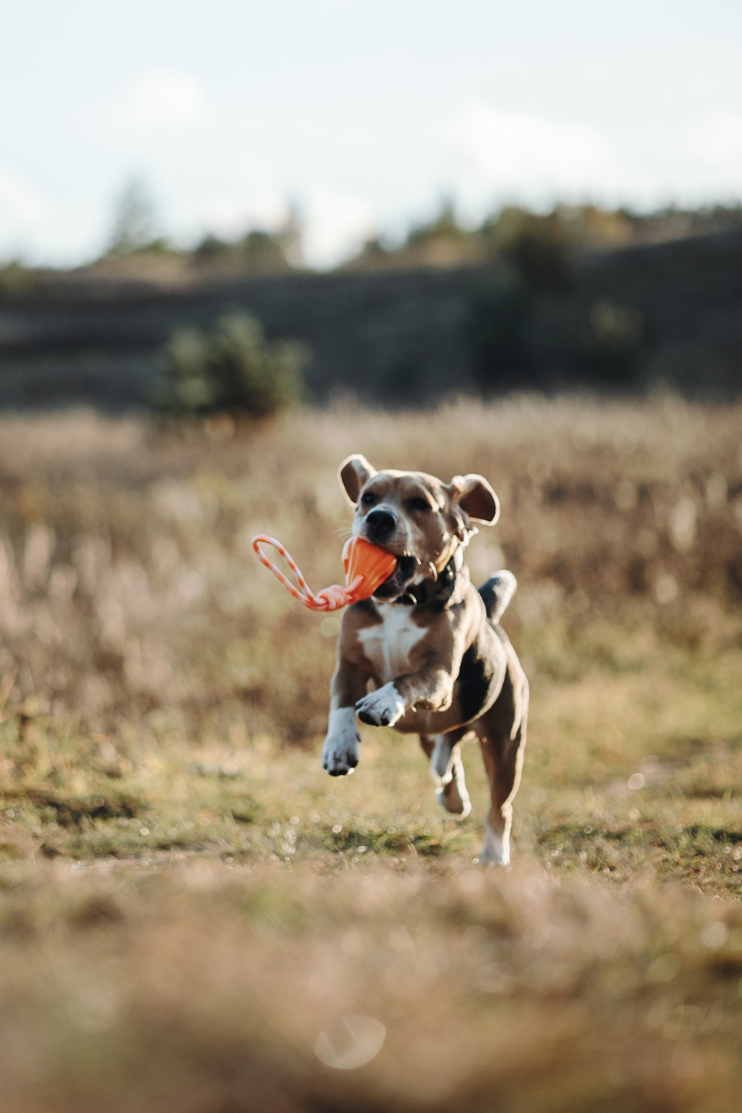 Оуджи и его семья. Фотограф — Анималист | Санкт-Петербург