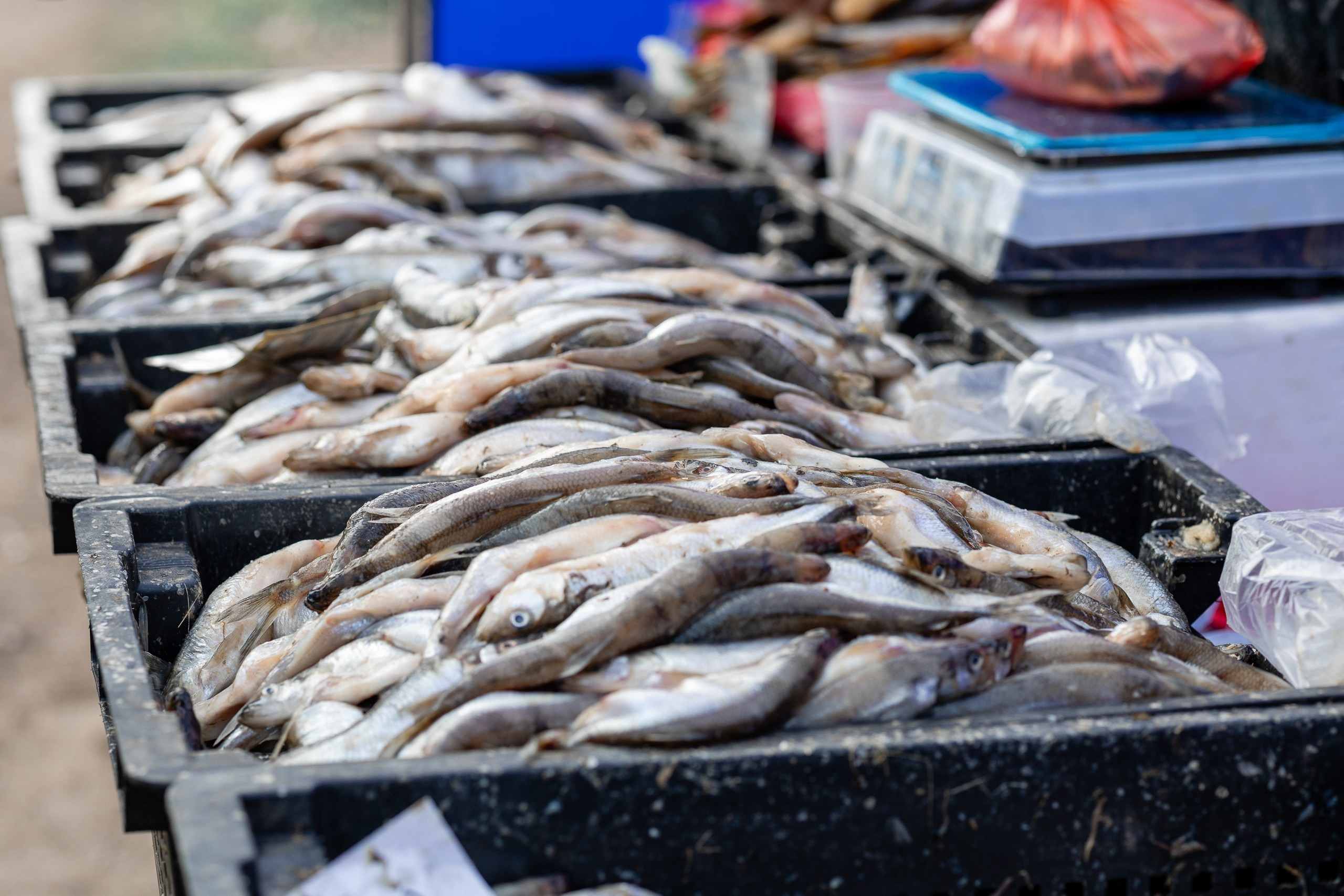 Фестиваль корюшки в Санкт-Петербурге. Фотограф в Санкт-Петербурге — Сергей Петров