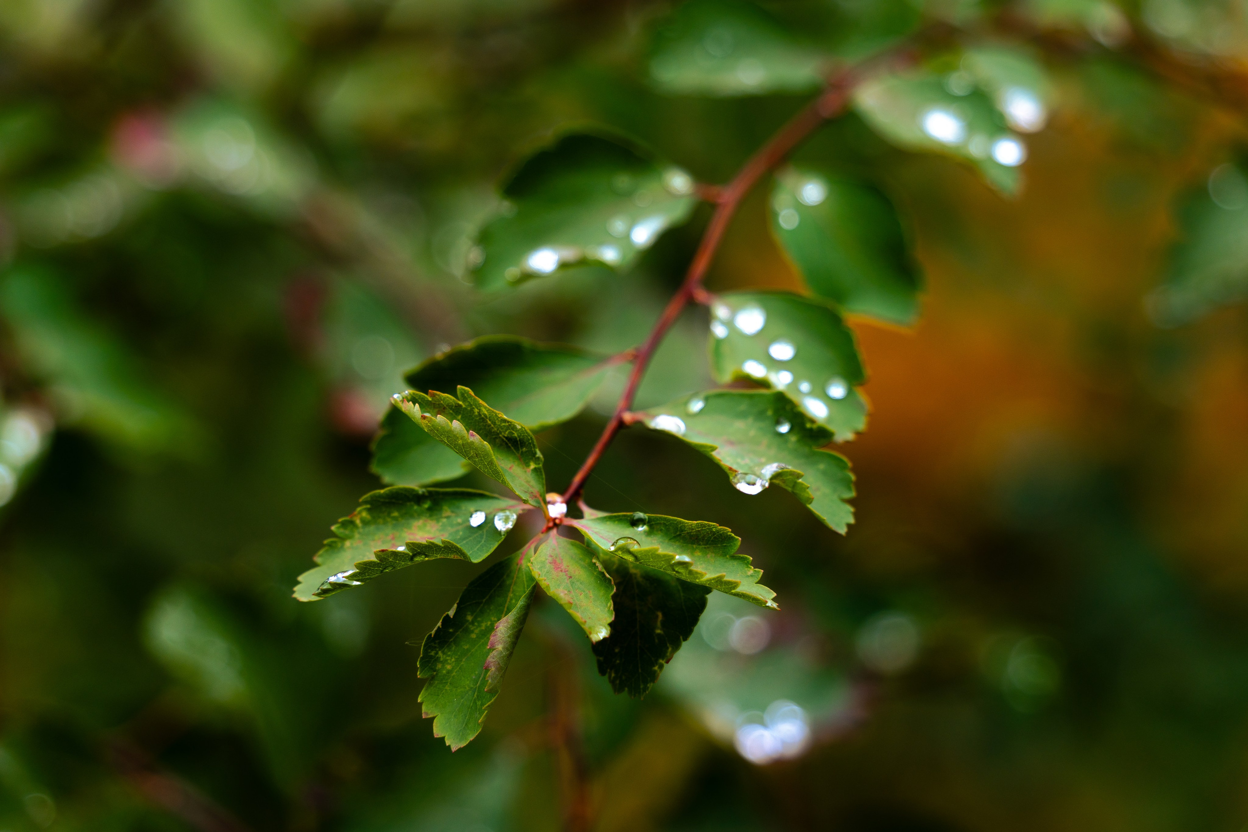 20251011 Нескучный сад. Дмитрий Ремизов. Фотография, как хобби