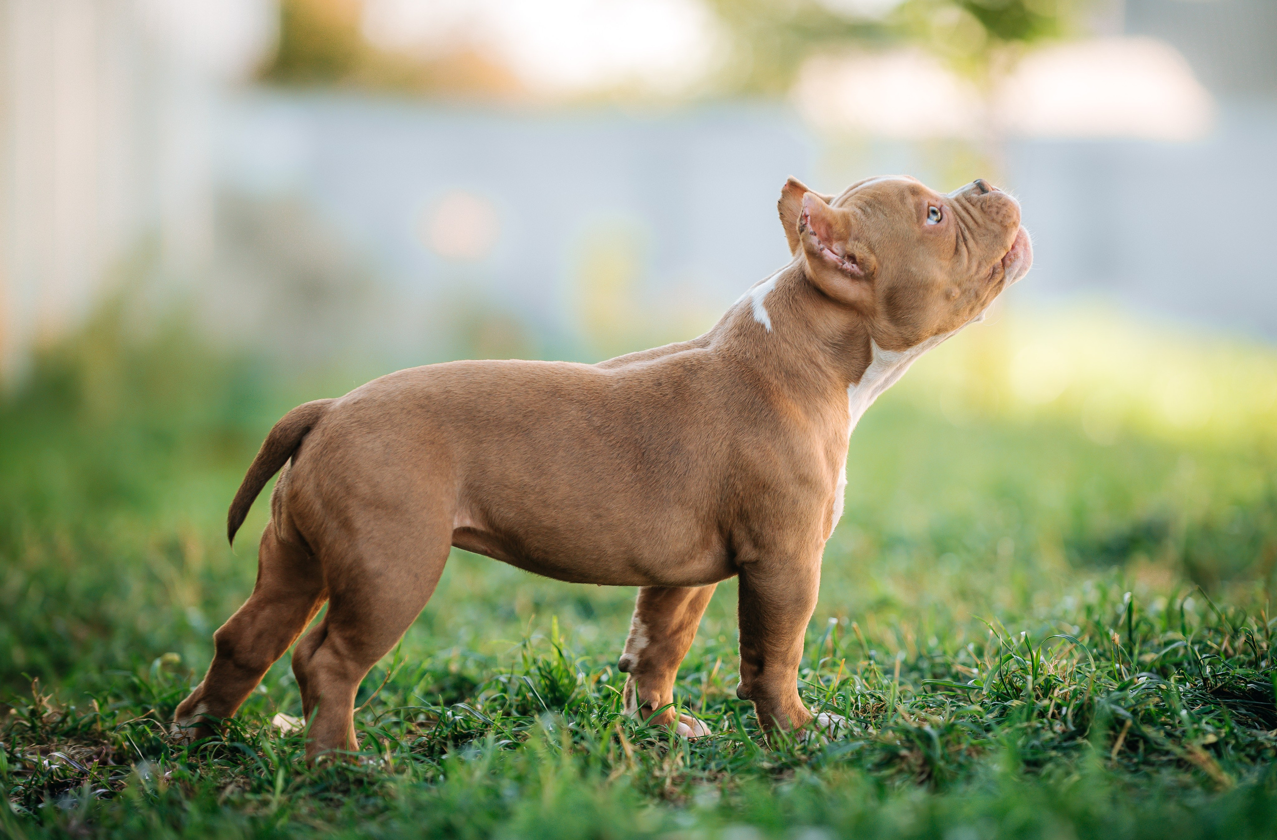 Американский булли щенки. Главная