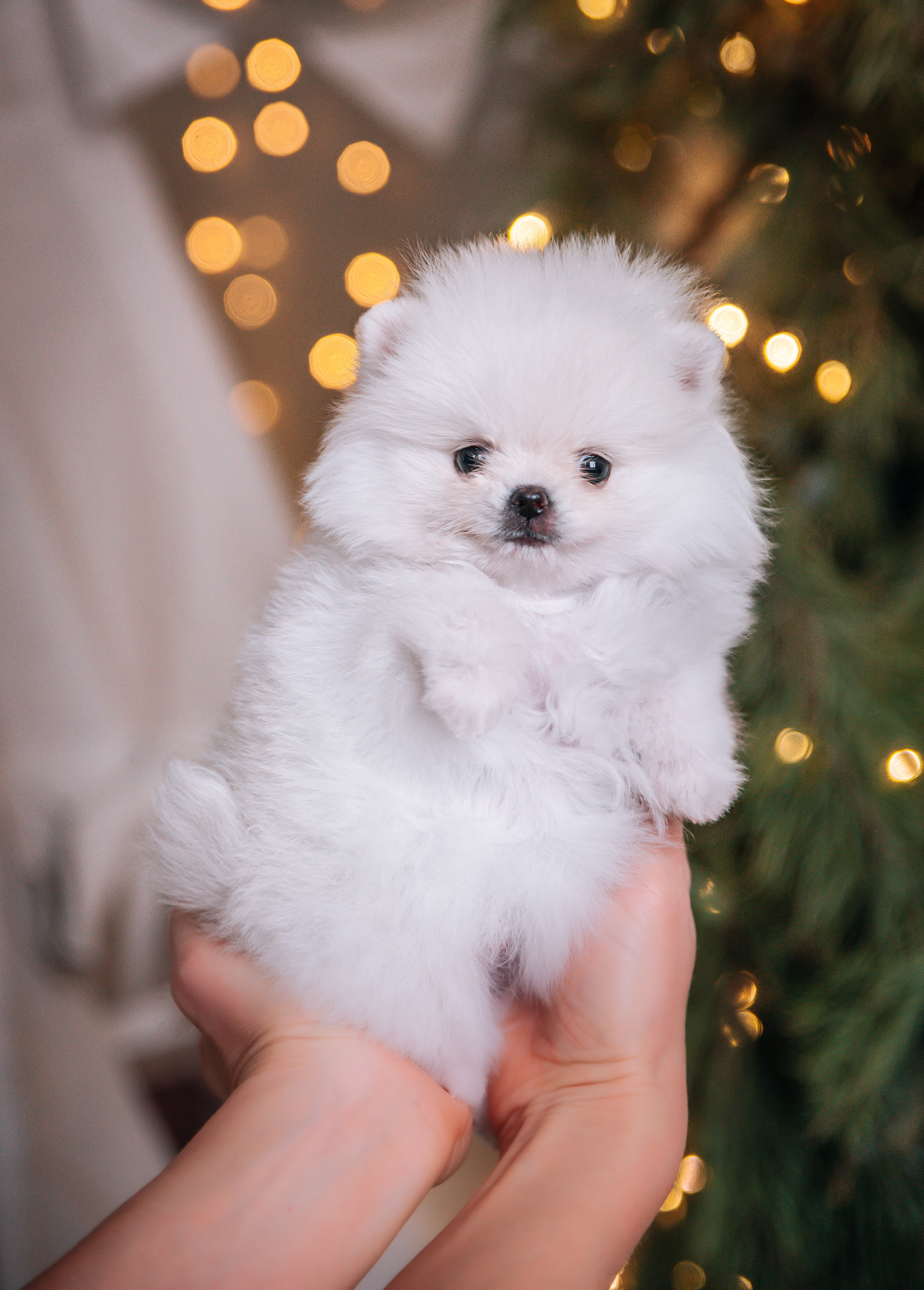 Шпицы щенки студия. Главная