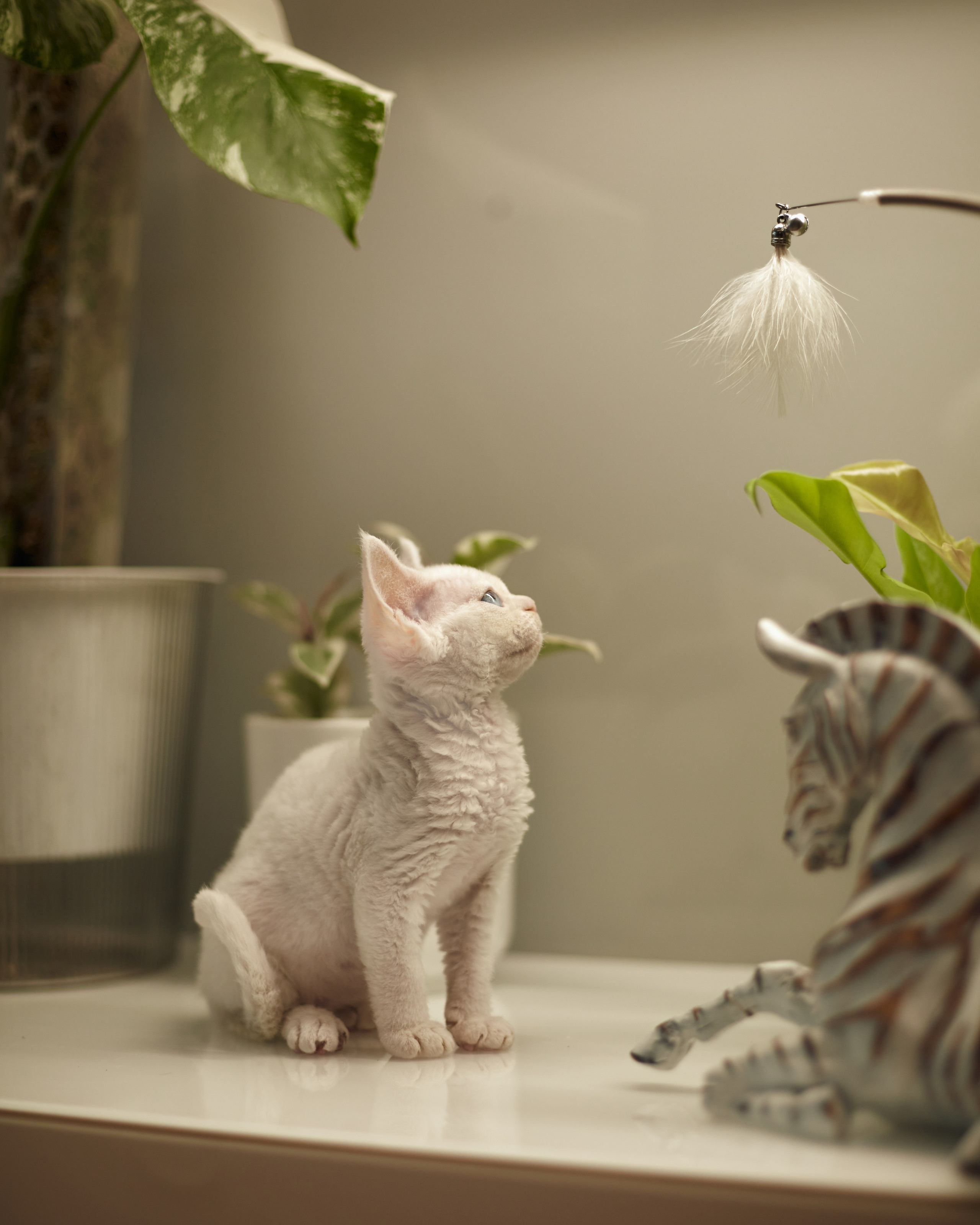 фотосессия котов краснодар