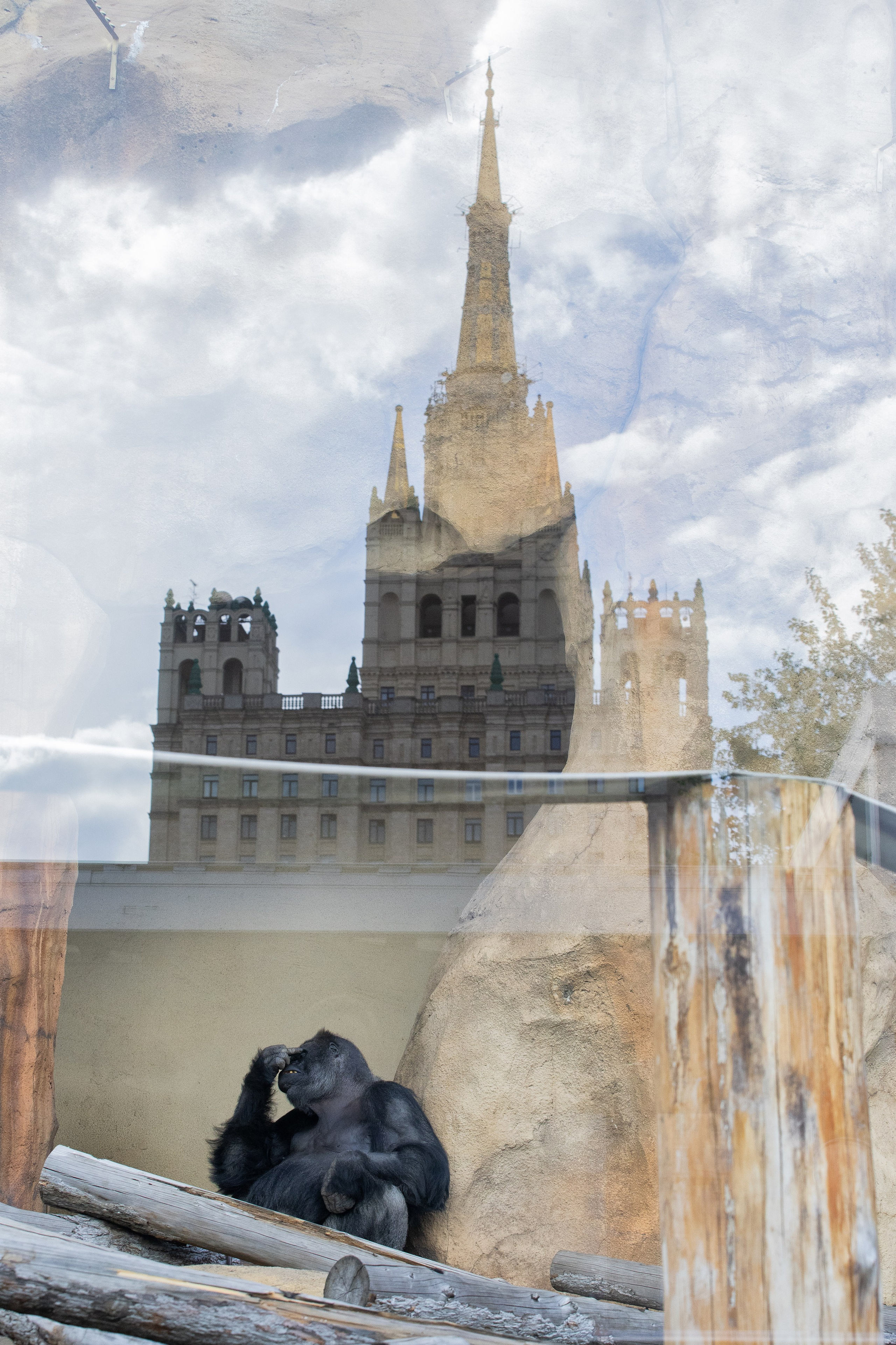 Зоопарк. Photomantis