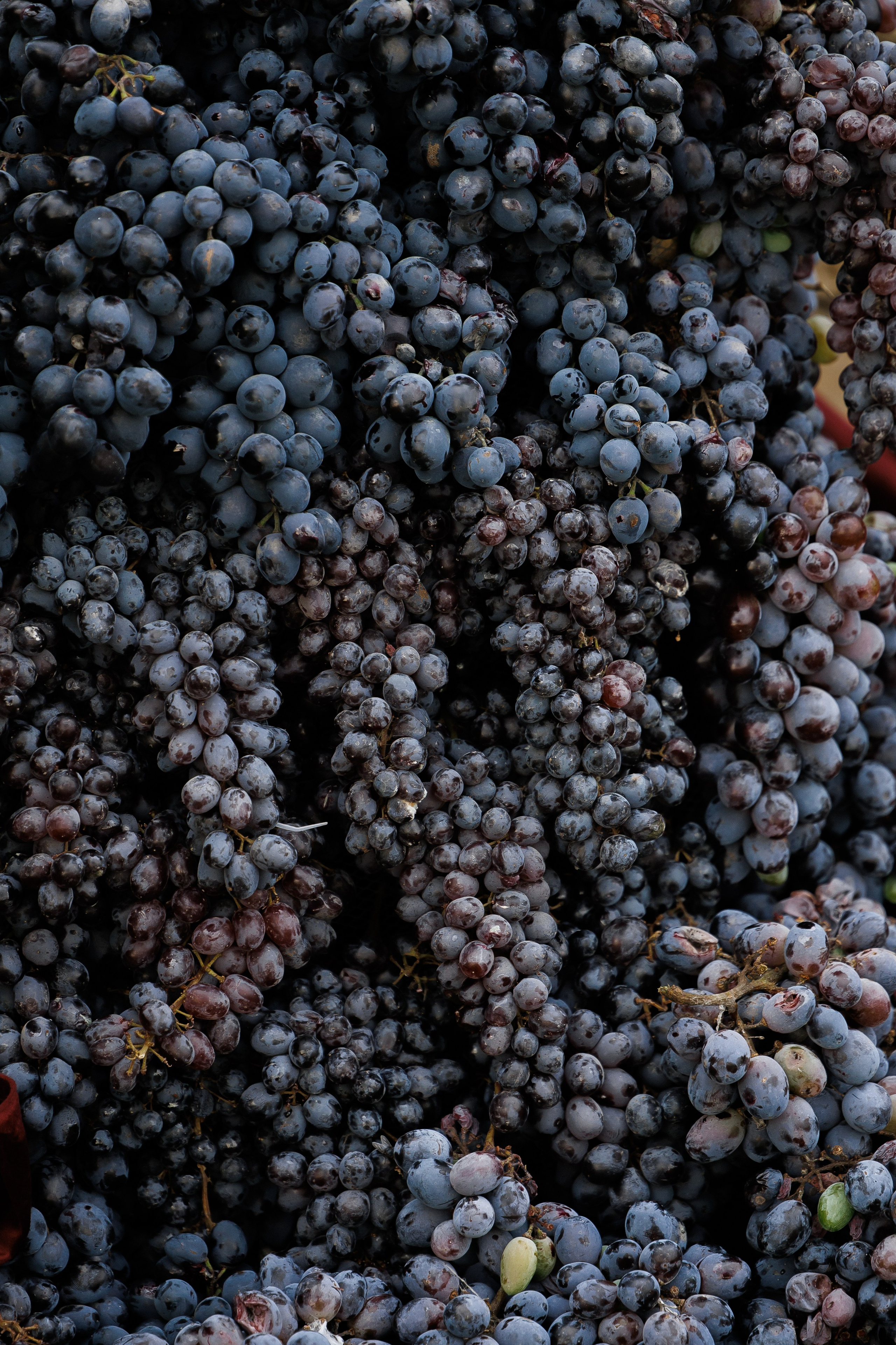 Wedding N&V. Свадебный фотограф Краснодар Юлия Ткаченко