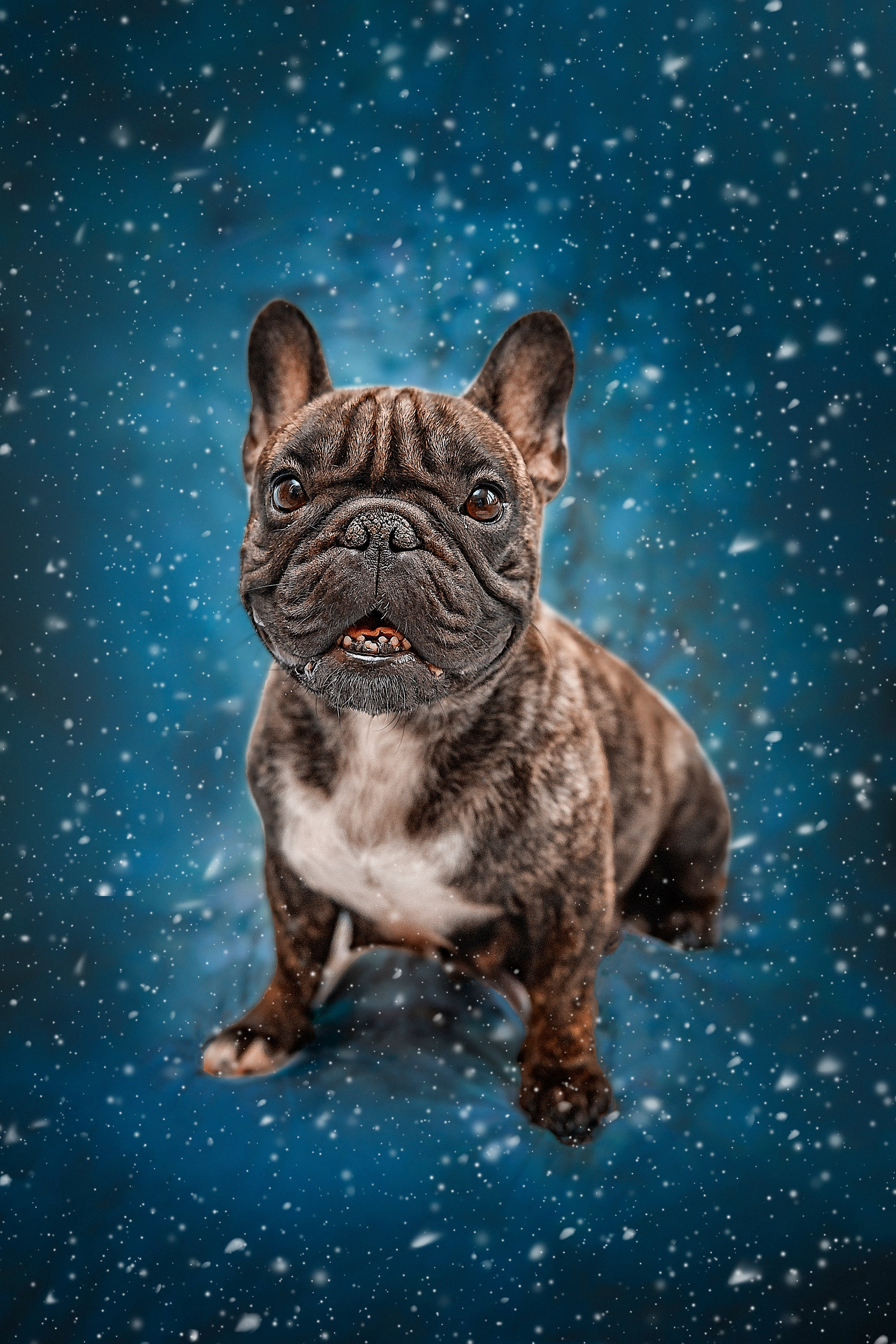 Фотосессия животных в Ижевских, фотограф животных. Детский, семейный фотограф в Ижевске и Москве Аксинья Лысенкова ADEN