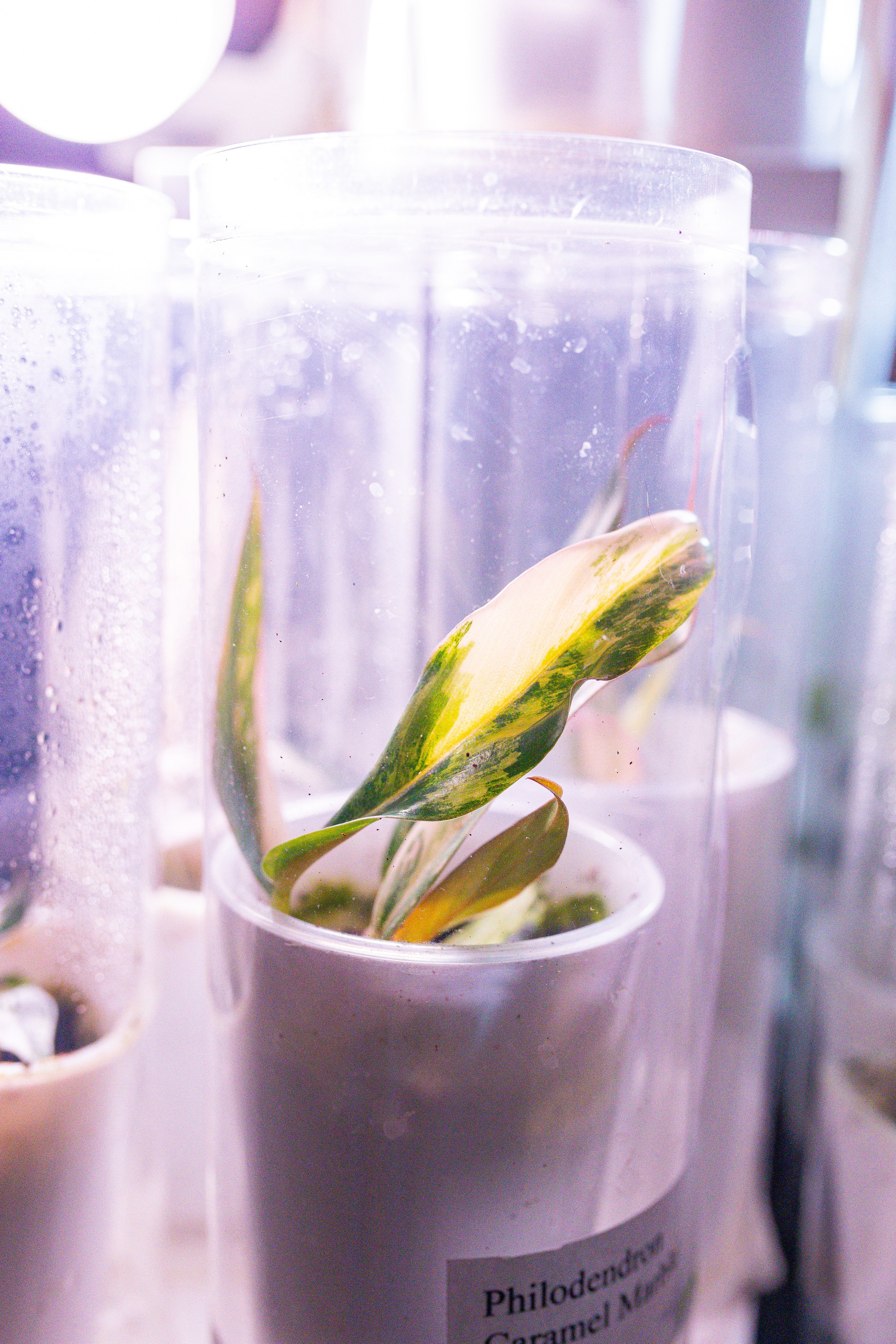 Growbox декабрь 2025. Александра Куликова фотограф, Москва