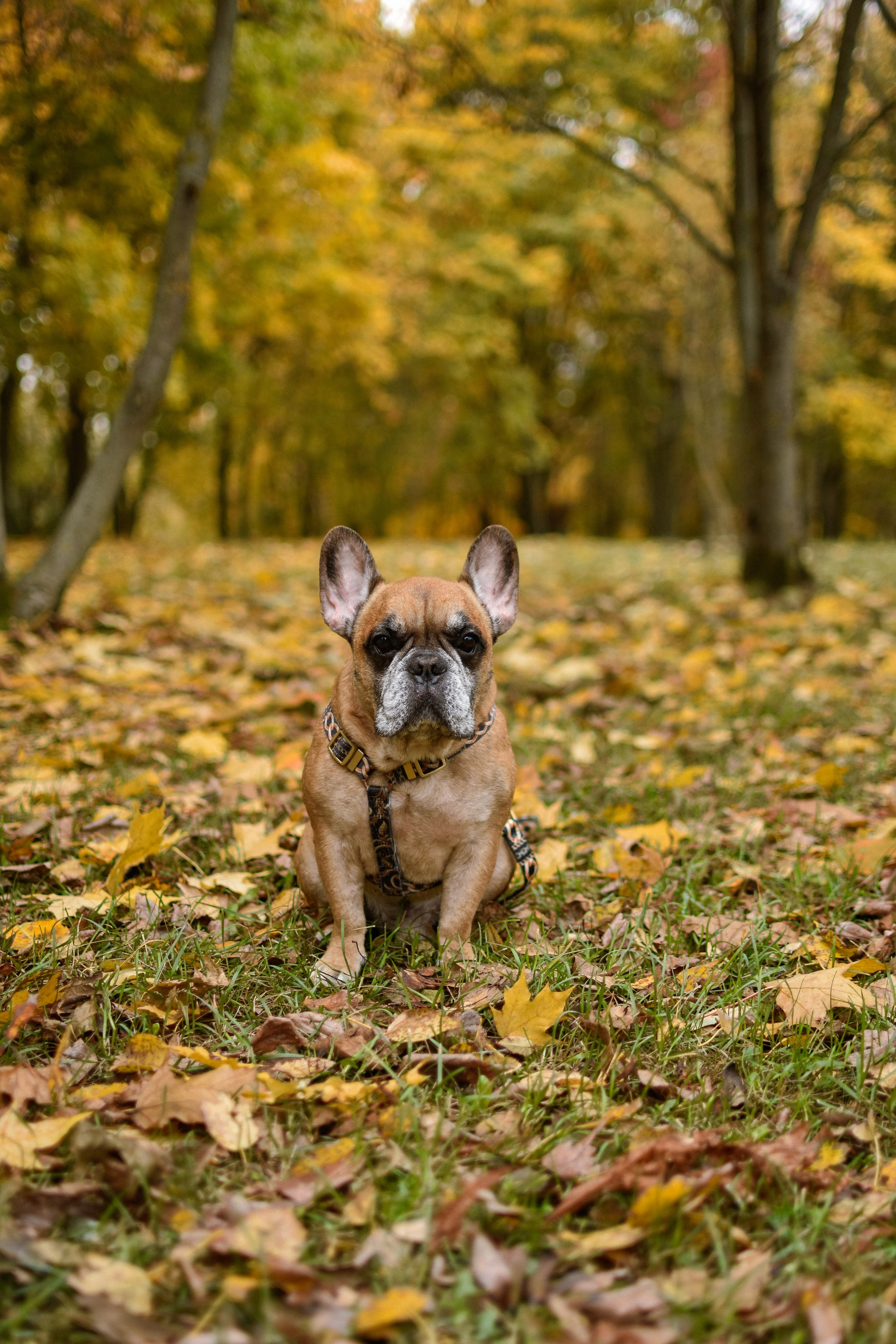 Форбс и Юля. Фотограф-анималист Ксения Шевцова|Москва