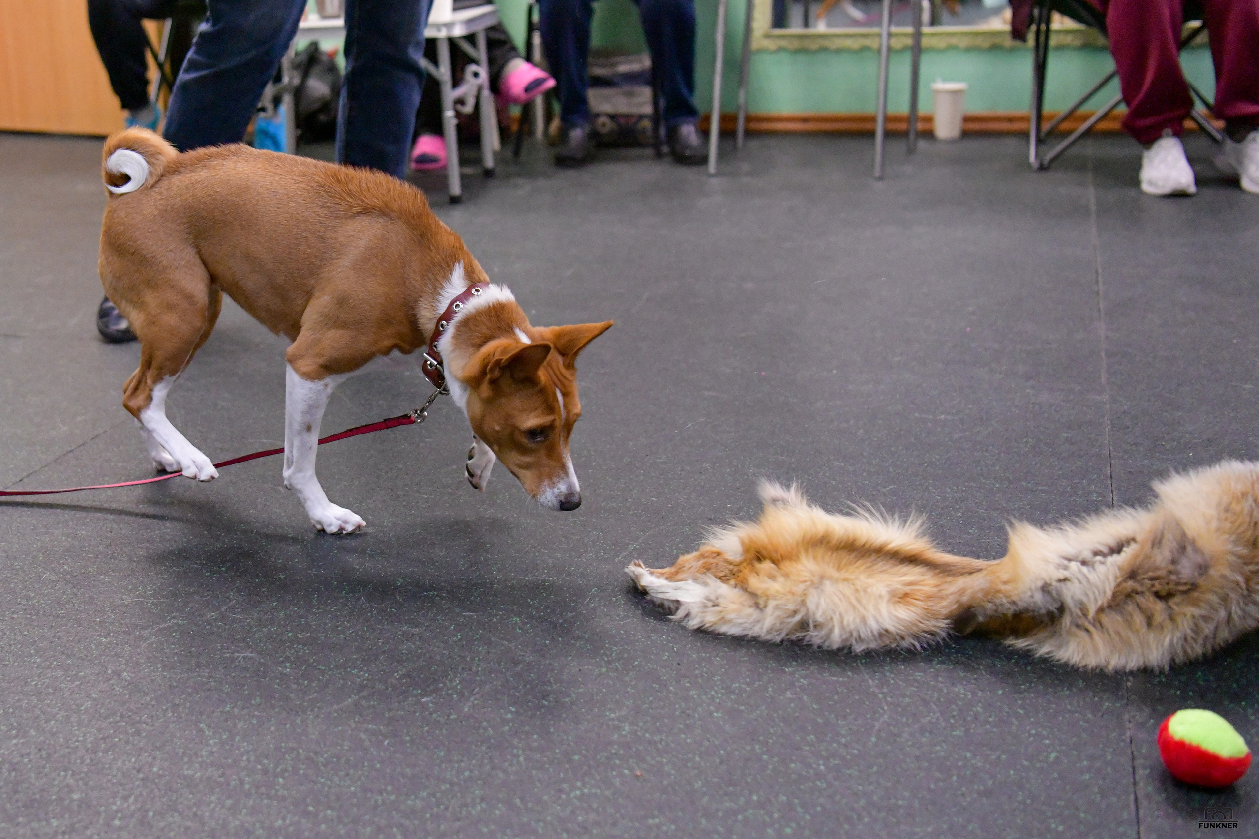 Кинологический клуб «Бодрый хвост». Свой взгляд через объектив