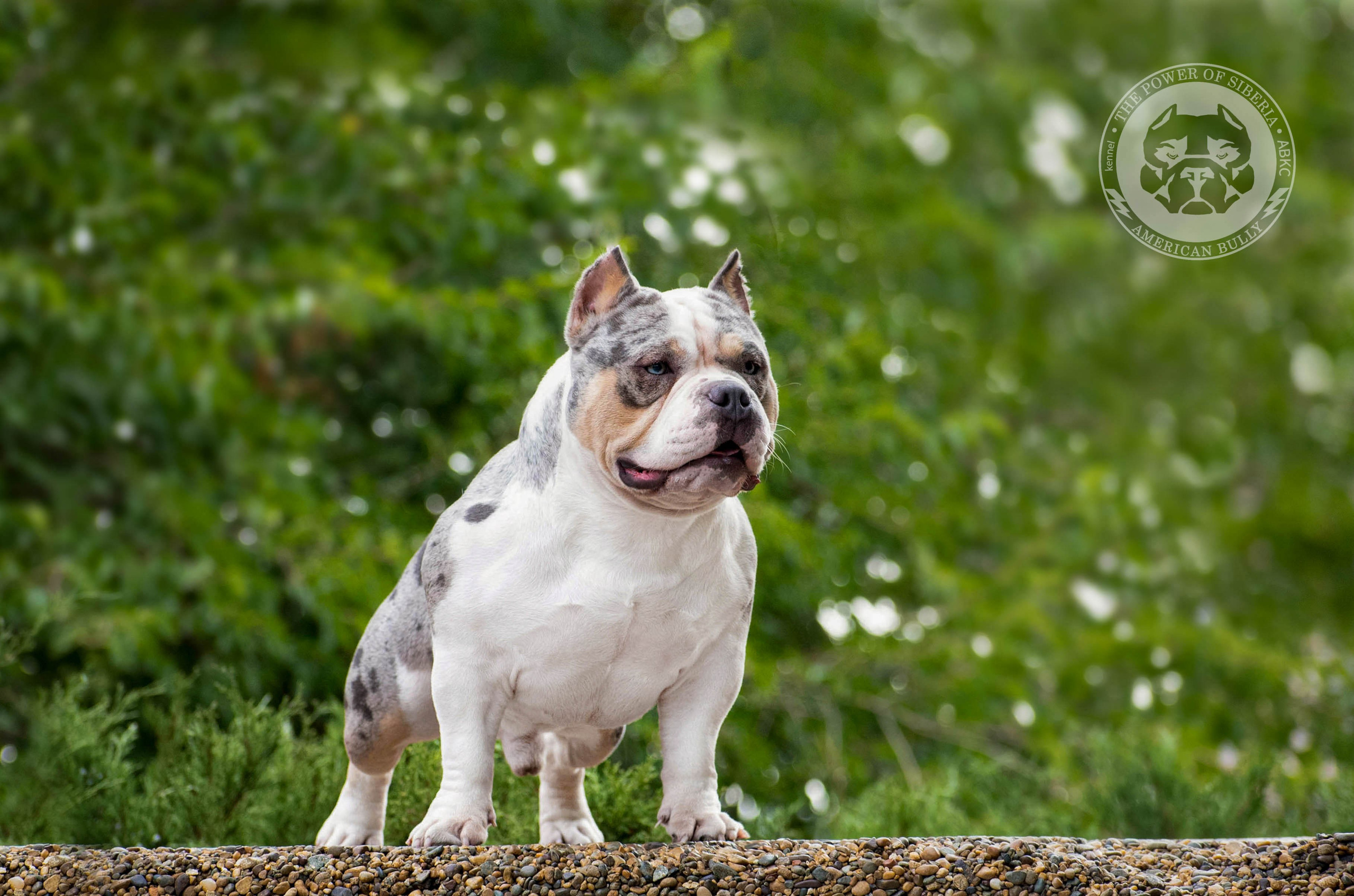 Августовские фотографии Каспера. Американский Булли в г. Ростов-на-Дону. Питомник THE POWER OF SIBERIA