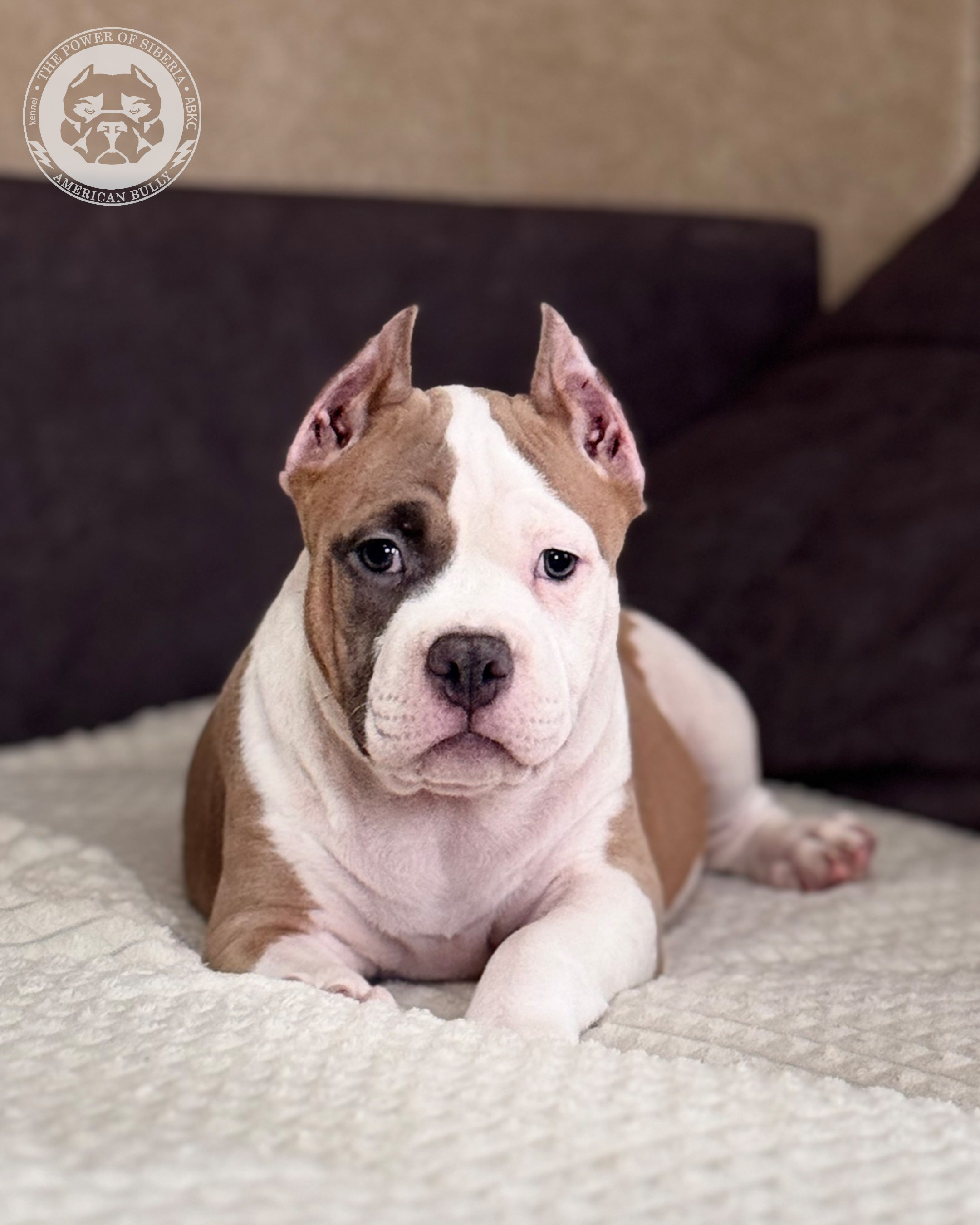 Свободные щенки Американский Булли стандарт и Свободные щенки Американский Булли классик. Американский Булли в г. Ростов-на-Дону. Питомник THE POWER OF SIBERIA