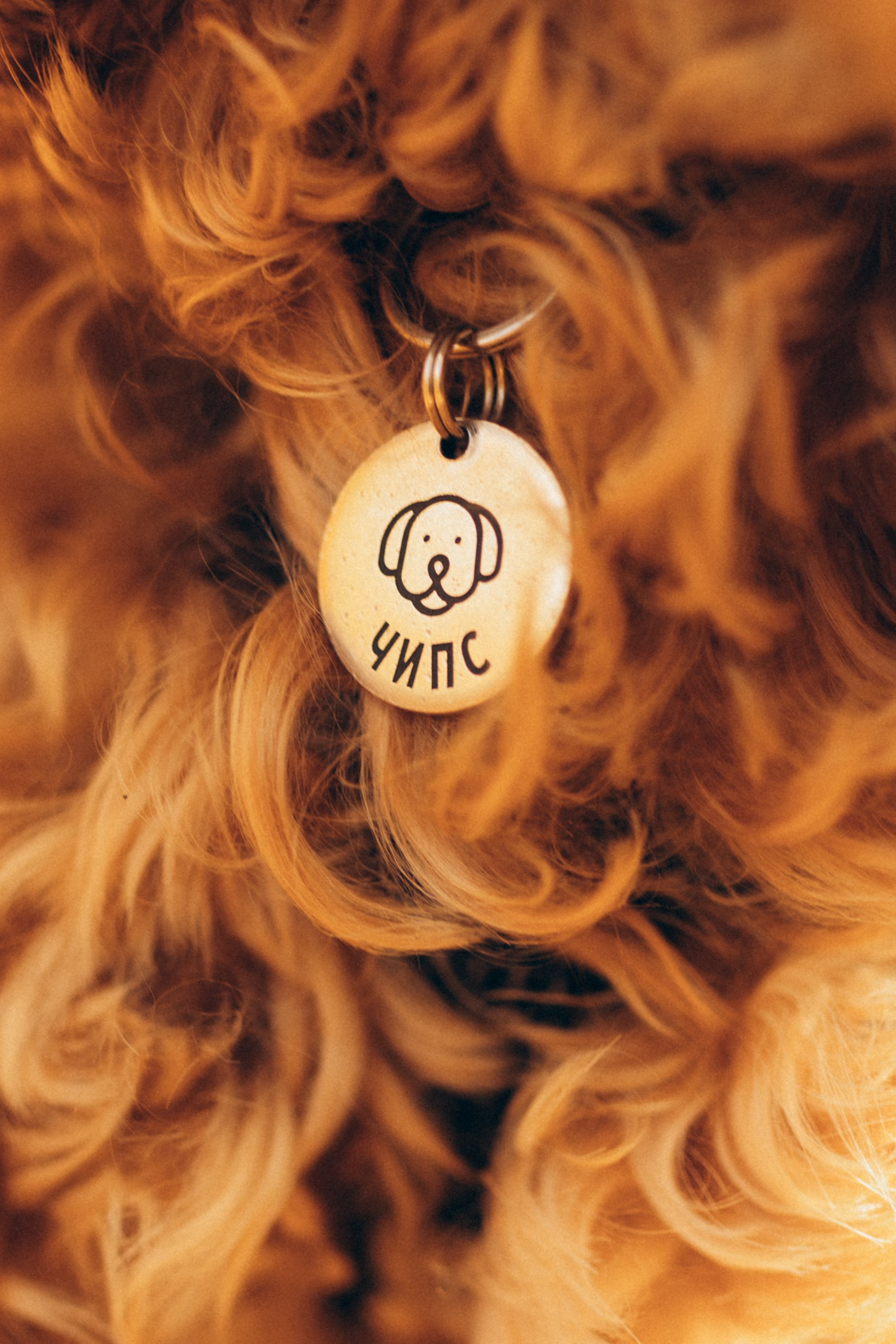 Саша Леся и Чипс. Свадебный фотограф Казань