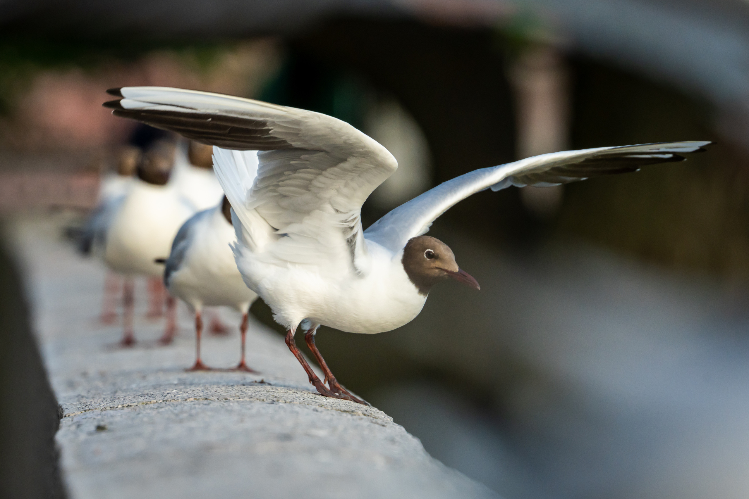 Чайки в Кронштадте