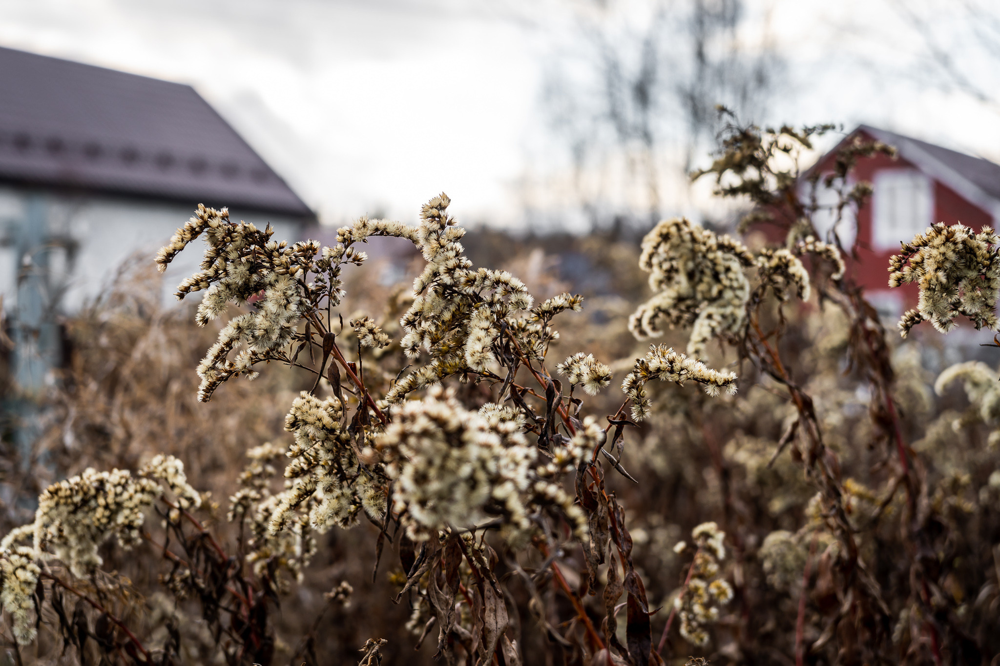 Засохшие перед зимой кусты и трава