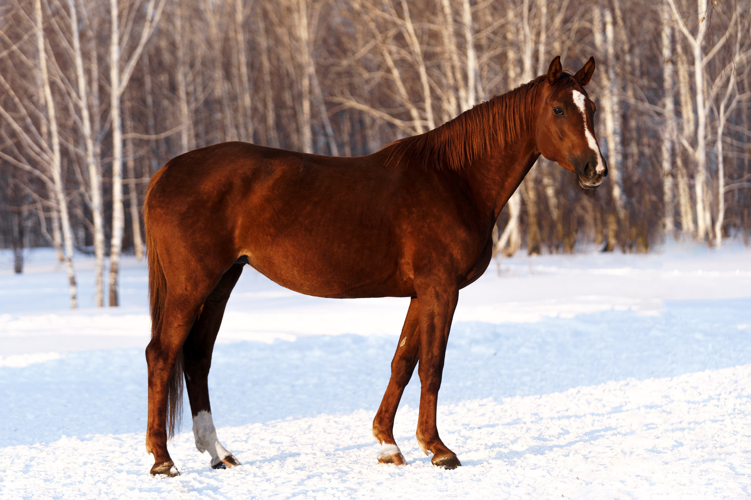 Понта Гросса С. Главная