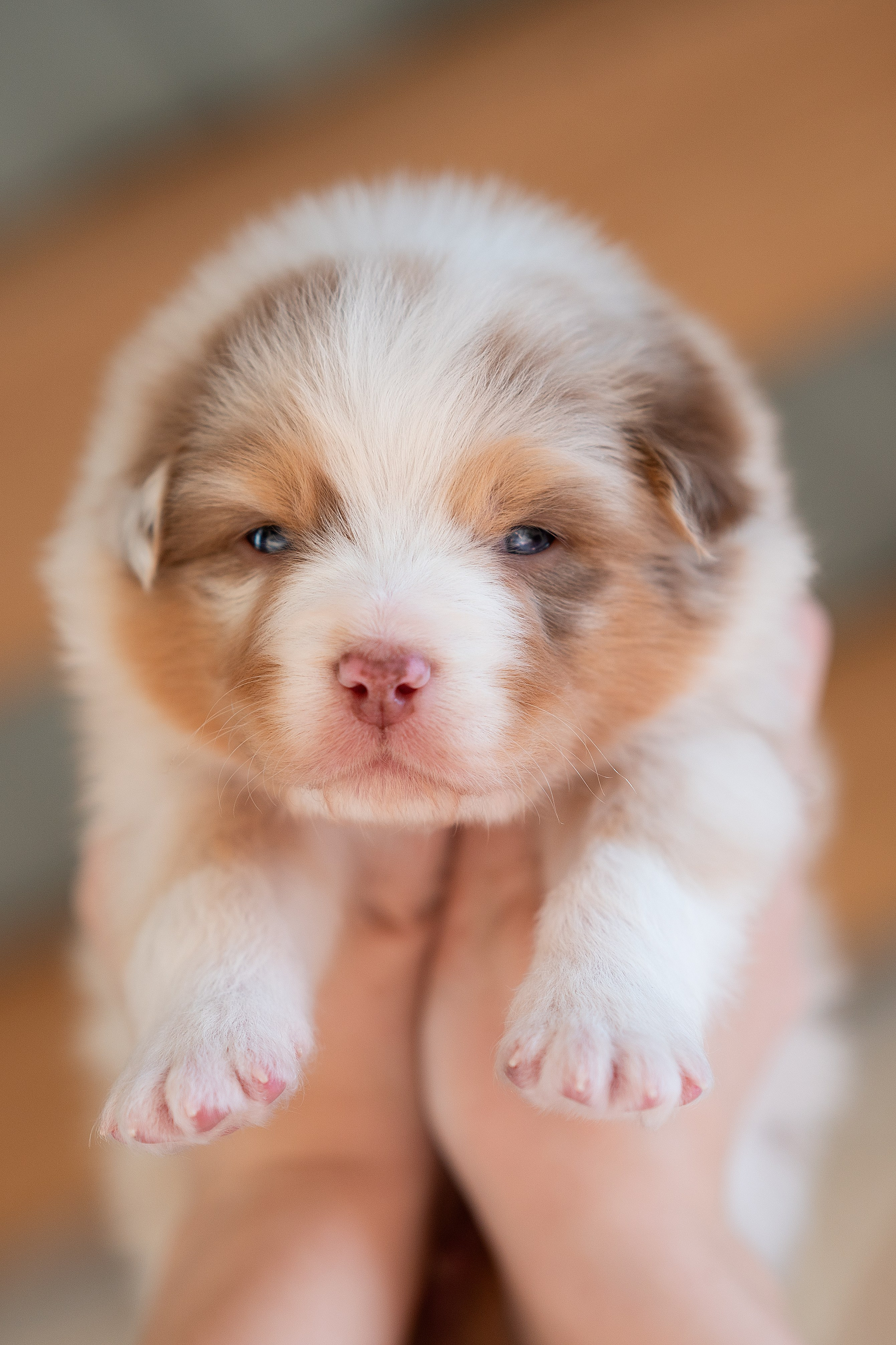 Заводчик Влада Эльман. Творческий фотограф Вологда