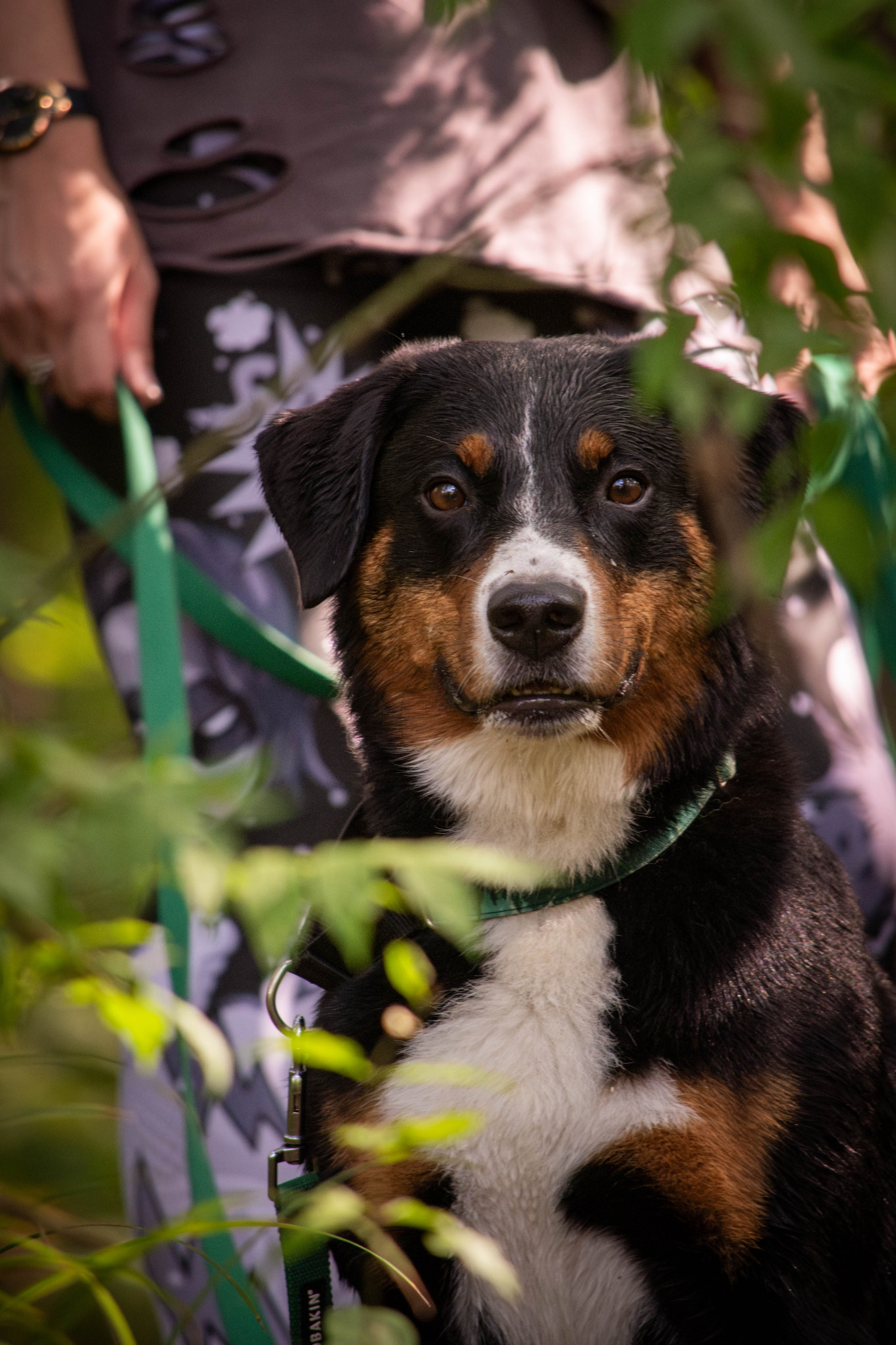 Микки и Юля. Фотограф Светлана Блинова, Москва и Московская область