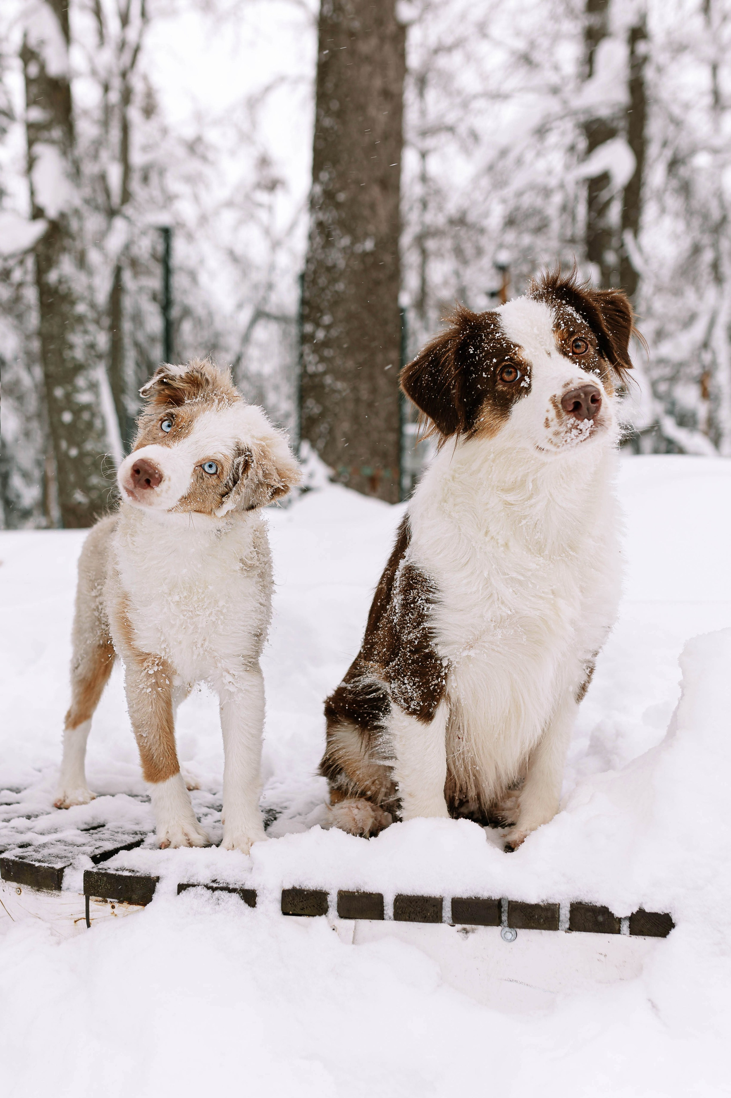 Миниатюрные американские овчарки. Прогулка в парке. Фотограф Александра Кузнецова