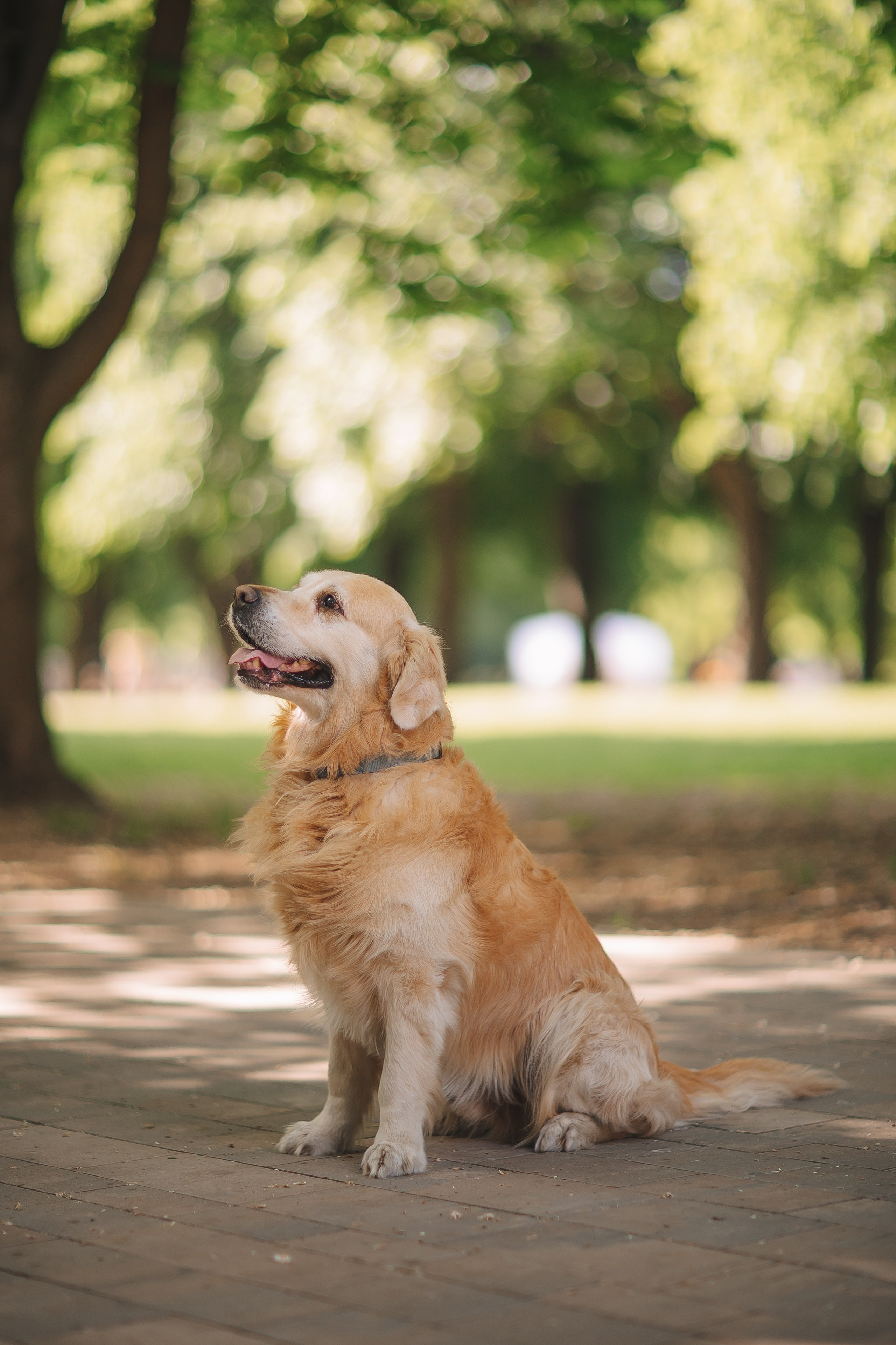 Золотистый ретривер Кант, Калининград. Свадебный и женский фотограф