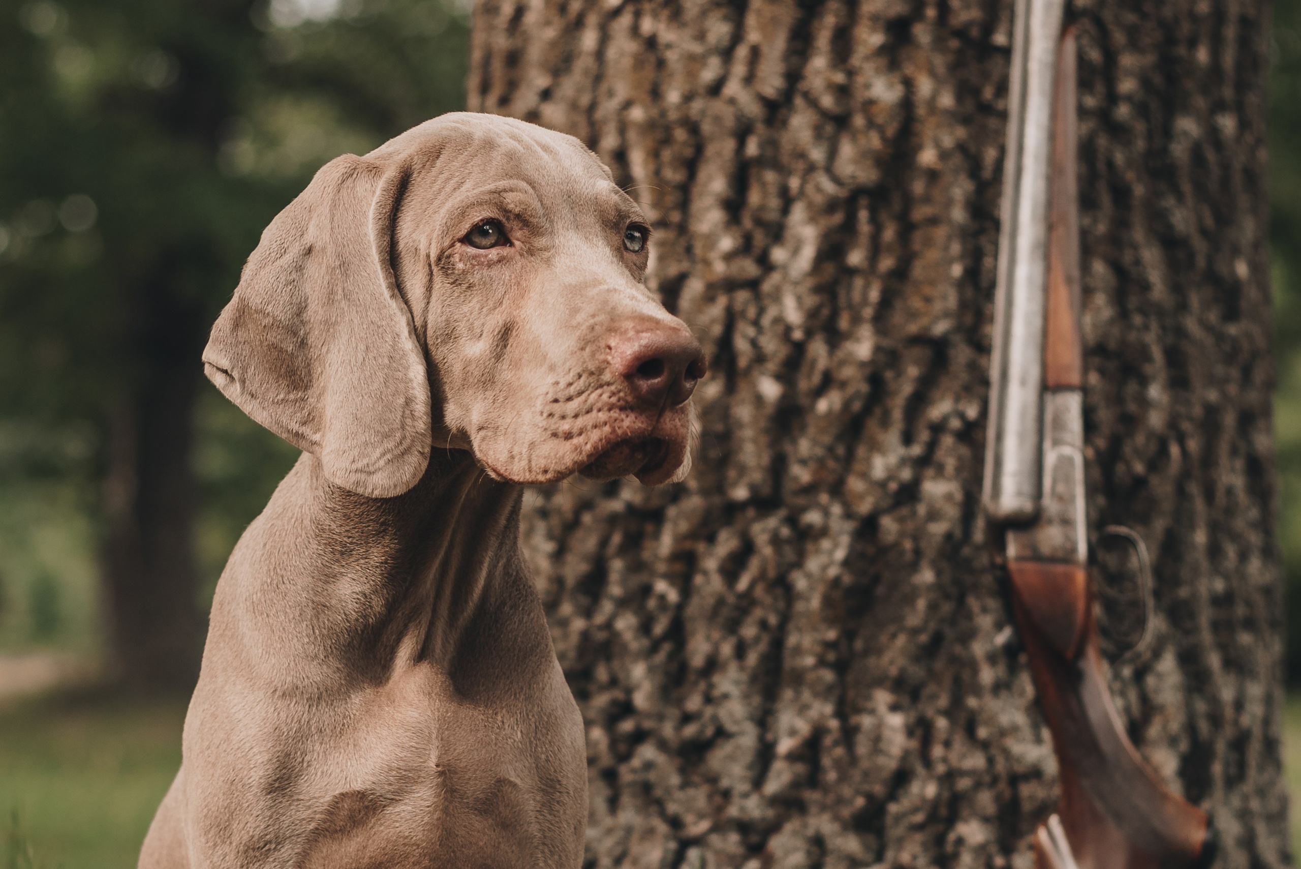 Weimaraner. Natalia Finch Photography — Family, Kids & Pet Photographer in Chicago, IL