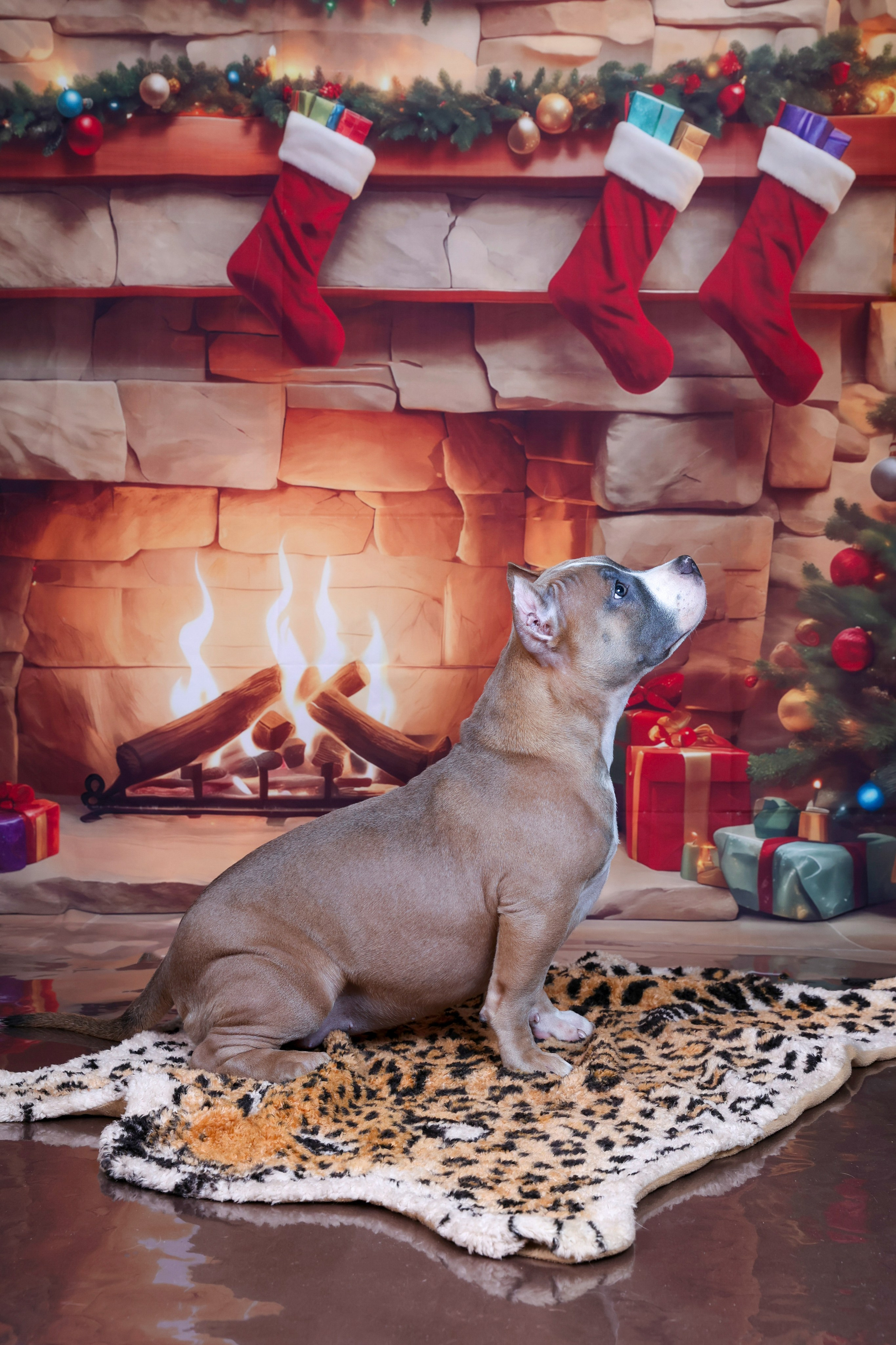 Американский булли!. Фотограф 📸 семейный, предметный, репортажный