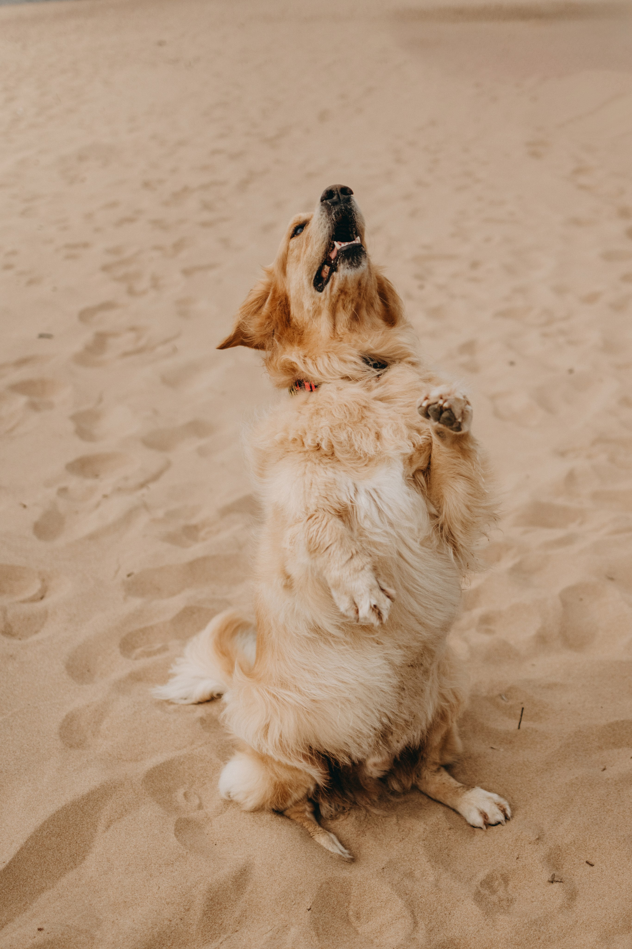 Фоси и его семьи. Фотограф — Анималист | Санкт-Петербург