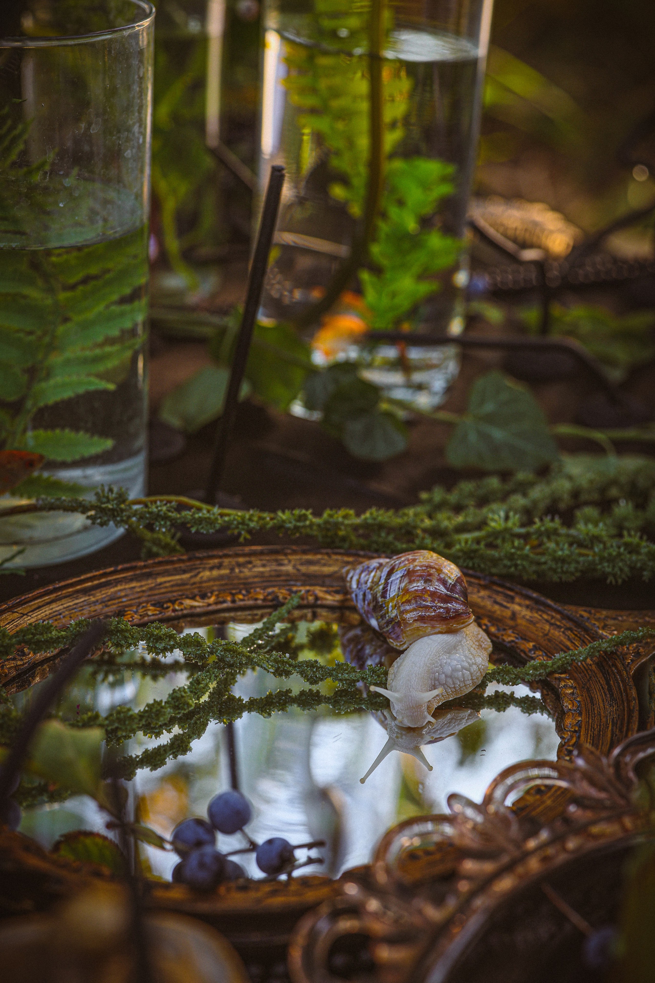 улиточка , фотография