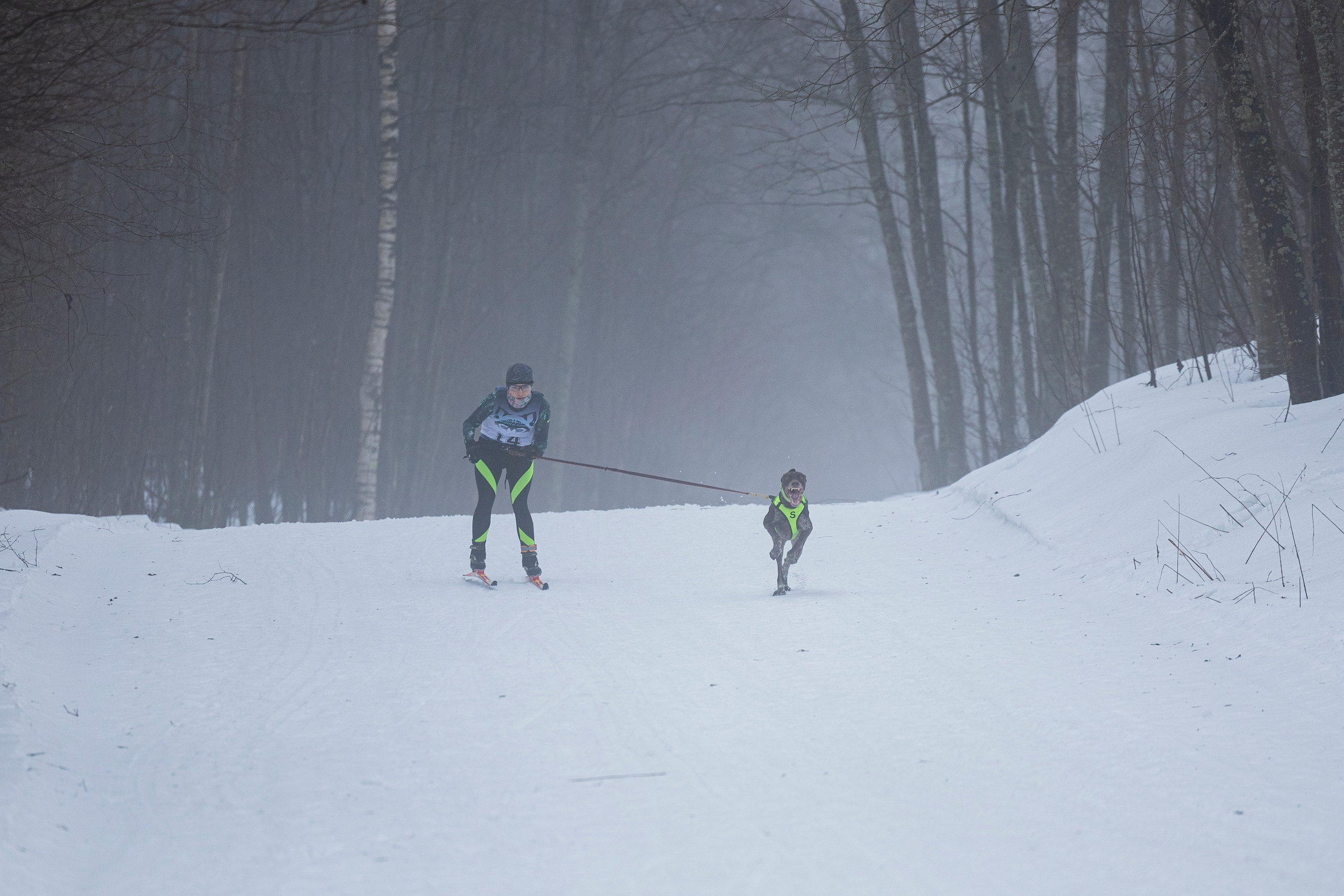 Зимний Чемпионат Санкт-Петербурга по ездовому спорту. Фотограф-анималист Анна Маринич