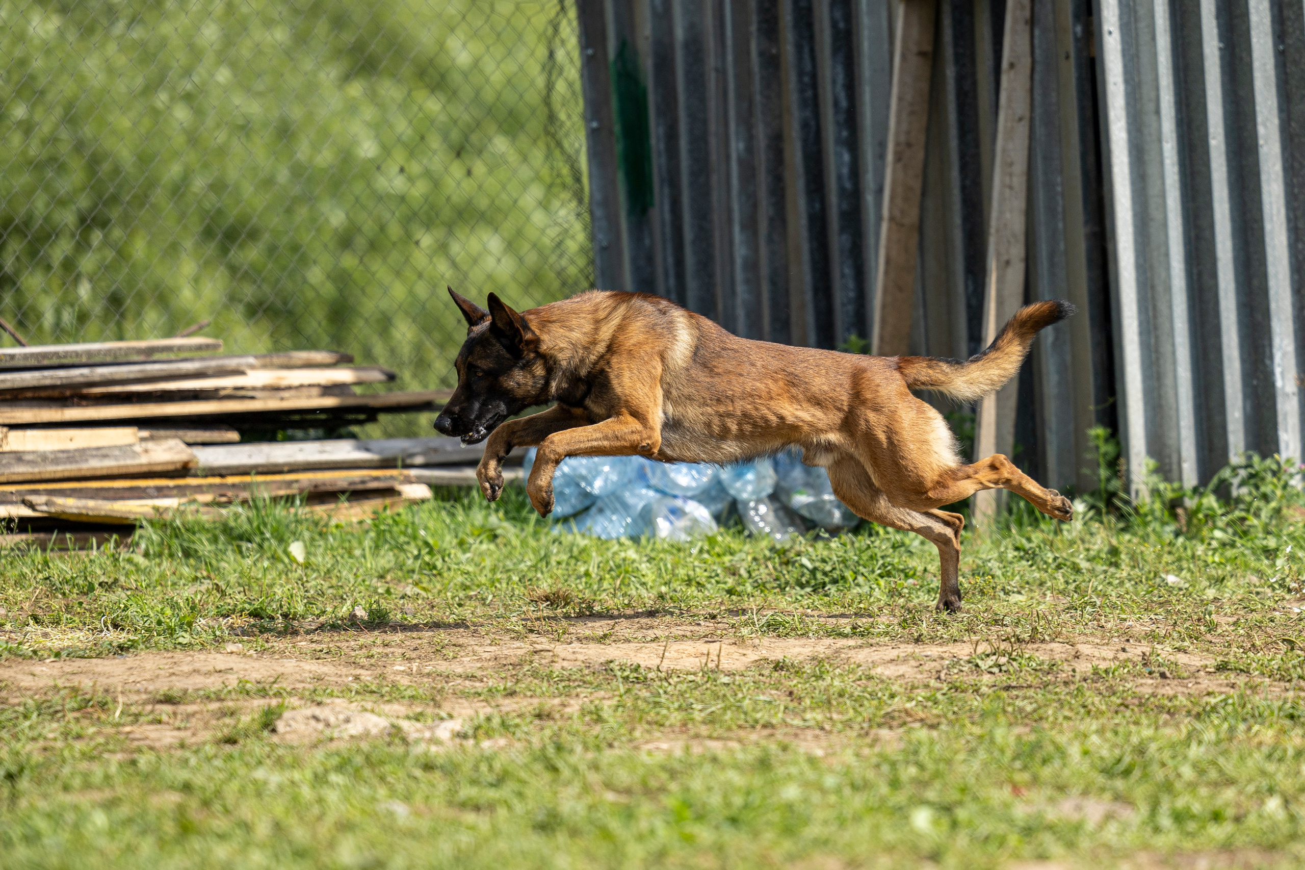 Соревнования по Мондьорингу г. Вологда 10-11.08.2024. Фотограф-анималист Анна Маринич