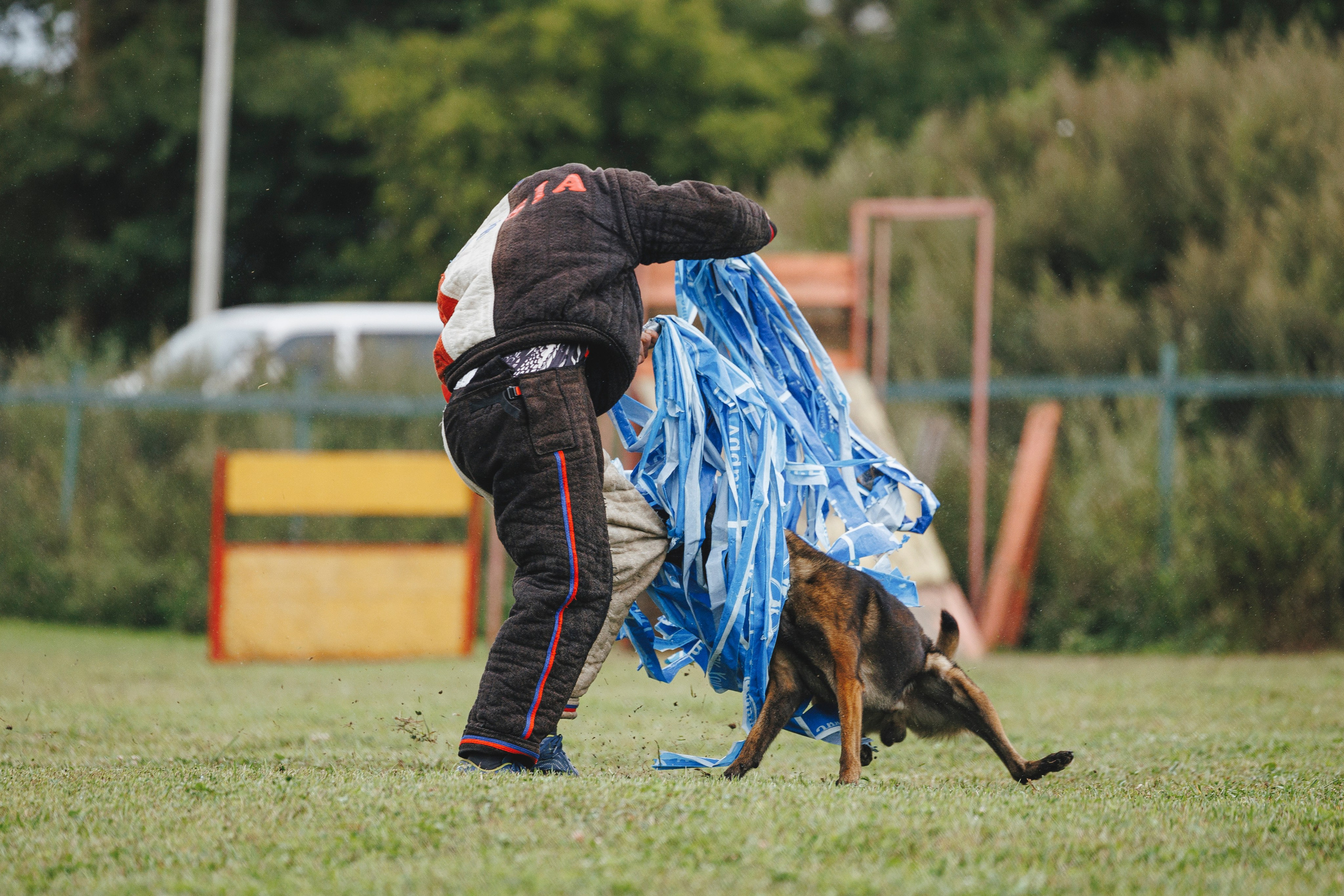 08.08.25-10.08.25 ЧР по мондьорингу г. Вологда. Фотограф-анималист Анна Маринич
