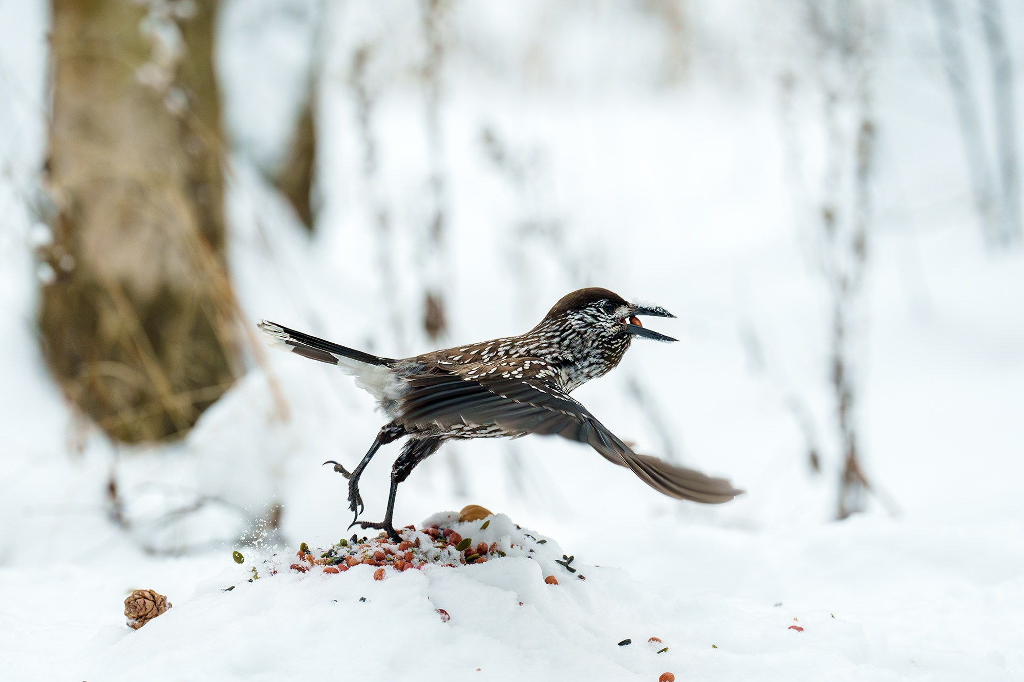 Удивительные мир птиц. Вокруг нас столько прекрасного — присмотритесь!. Ваш личный фотограф Марина Волкова