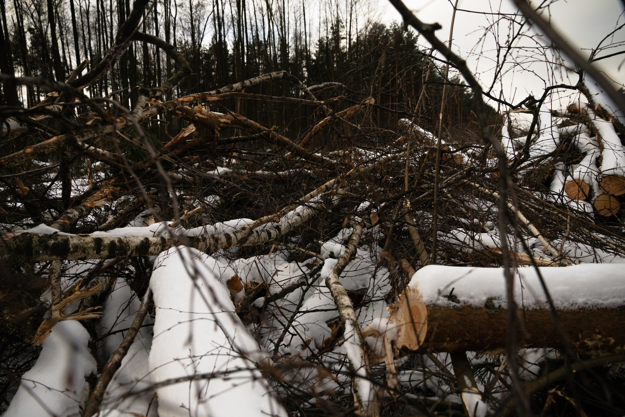 Я здесь живу. DASHA KALNINA