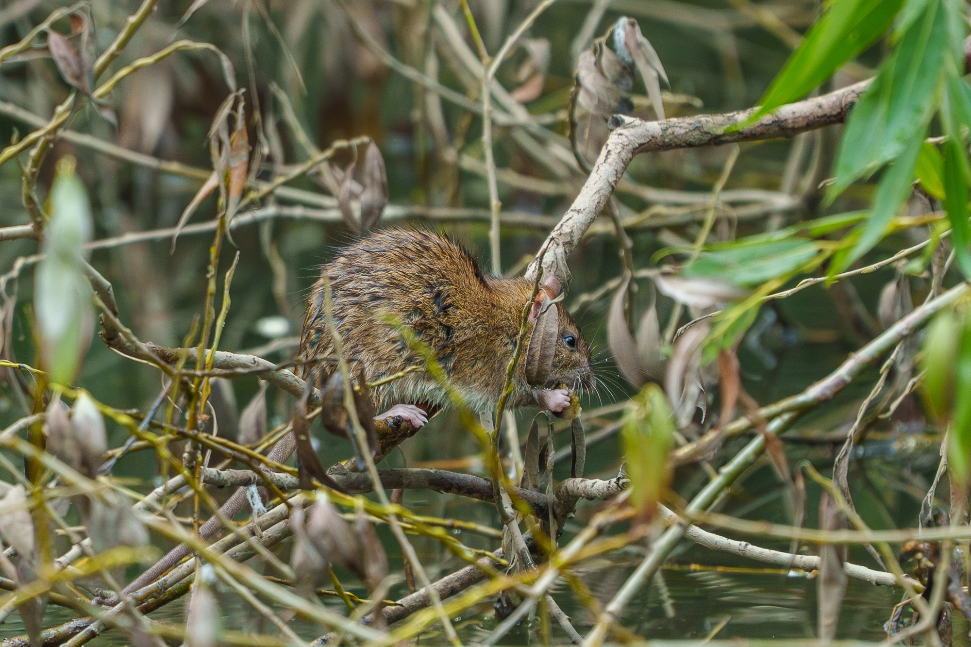 Животные. Ваш личный фотограф Марина Волкова