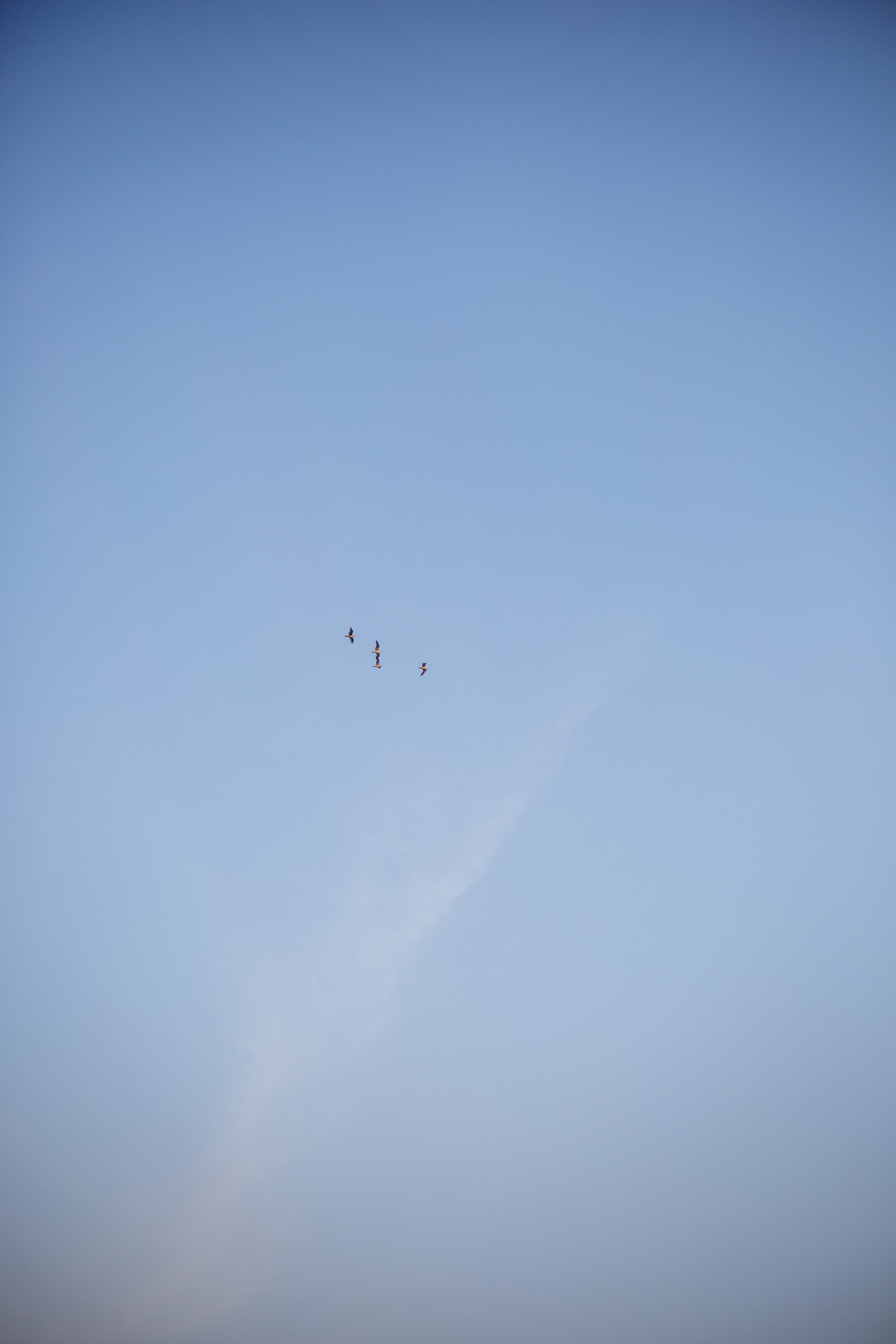 Семейная фотосъемка в поле летом 2023. Марина Рерих — портретный фотограф в Екатеринбурге