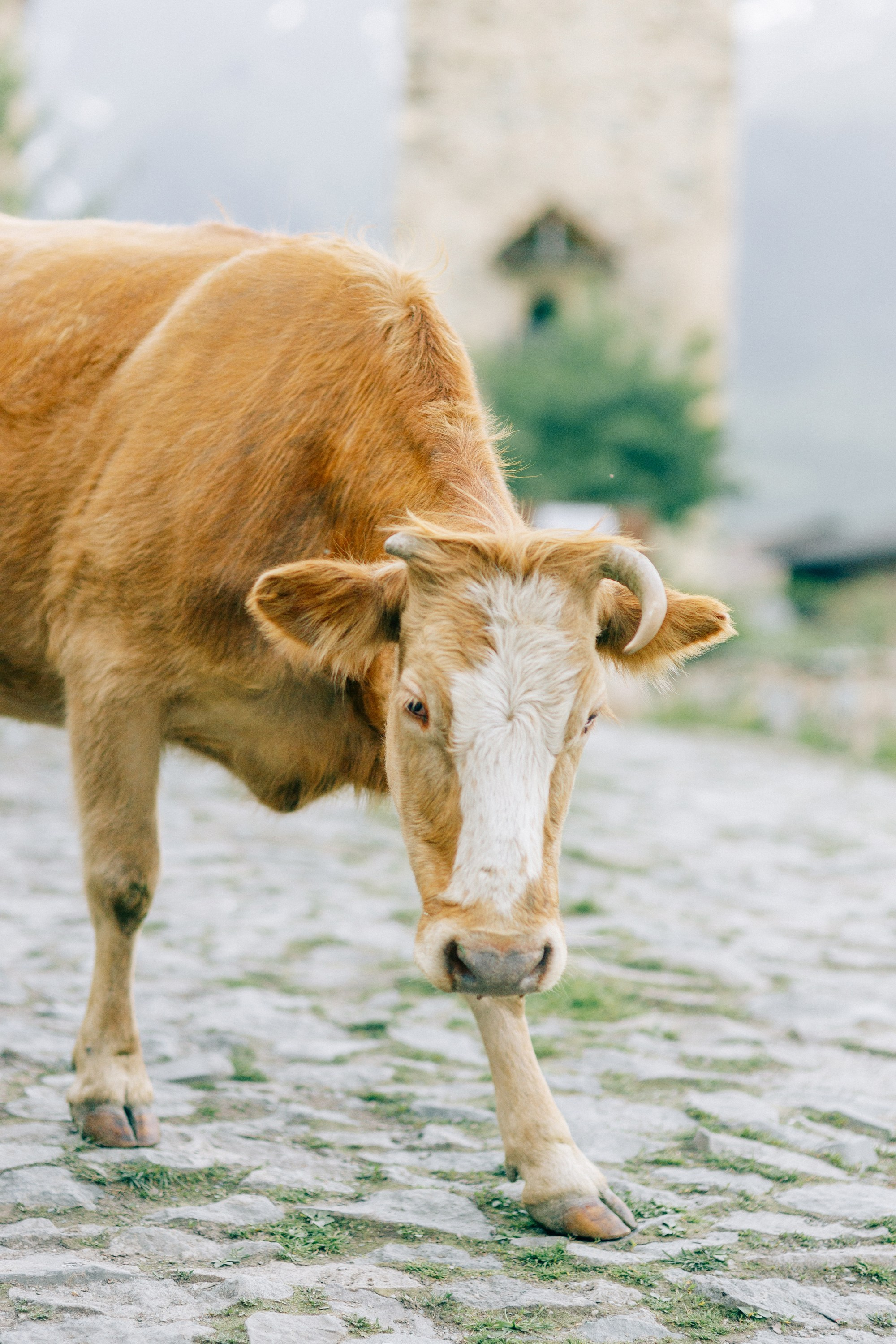 Свадьба в горах Сванетии в Грузии