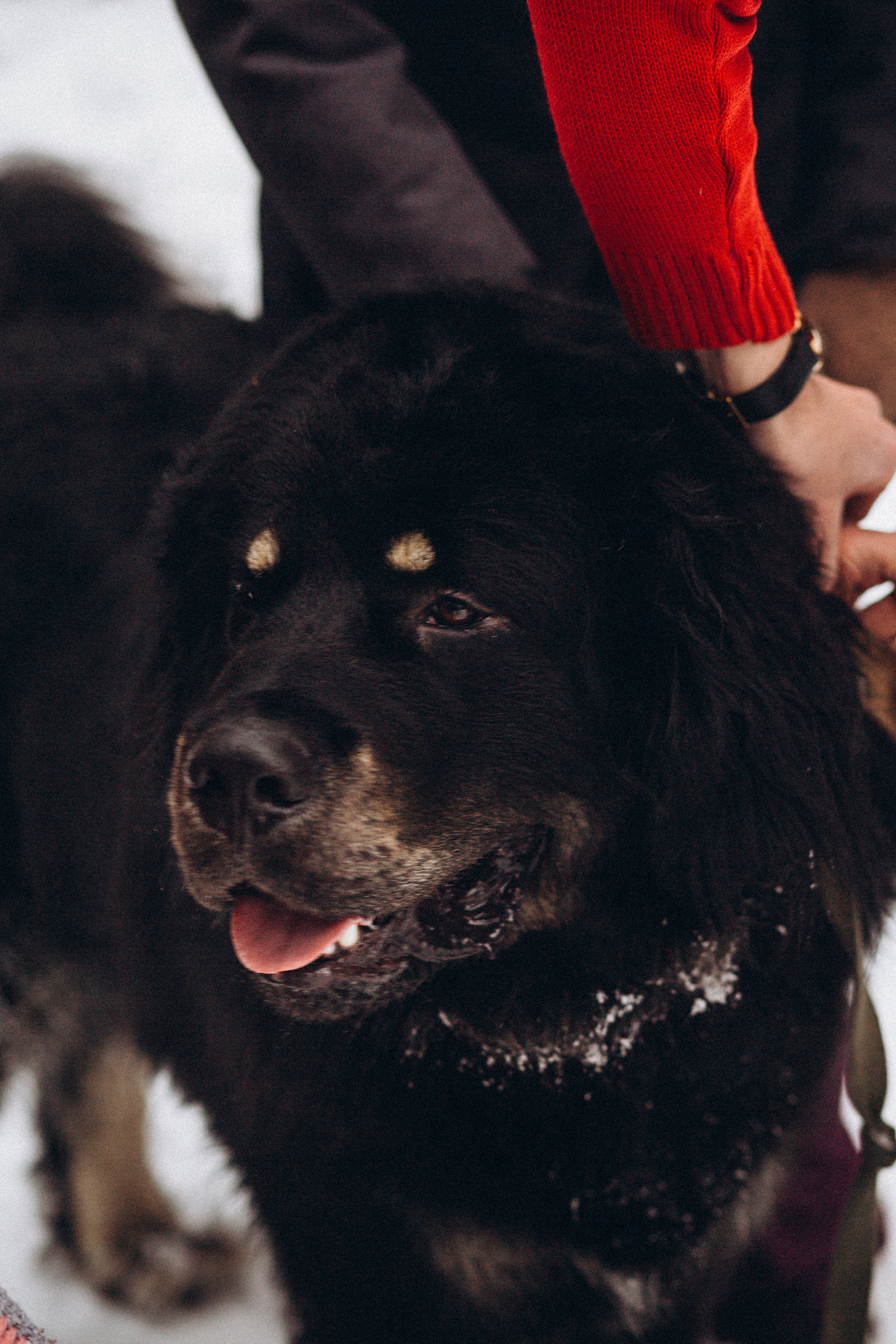 Елена & Александр. Семейный фотограф в Москве и Московской области Донкова Екатерина
