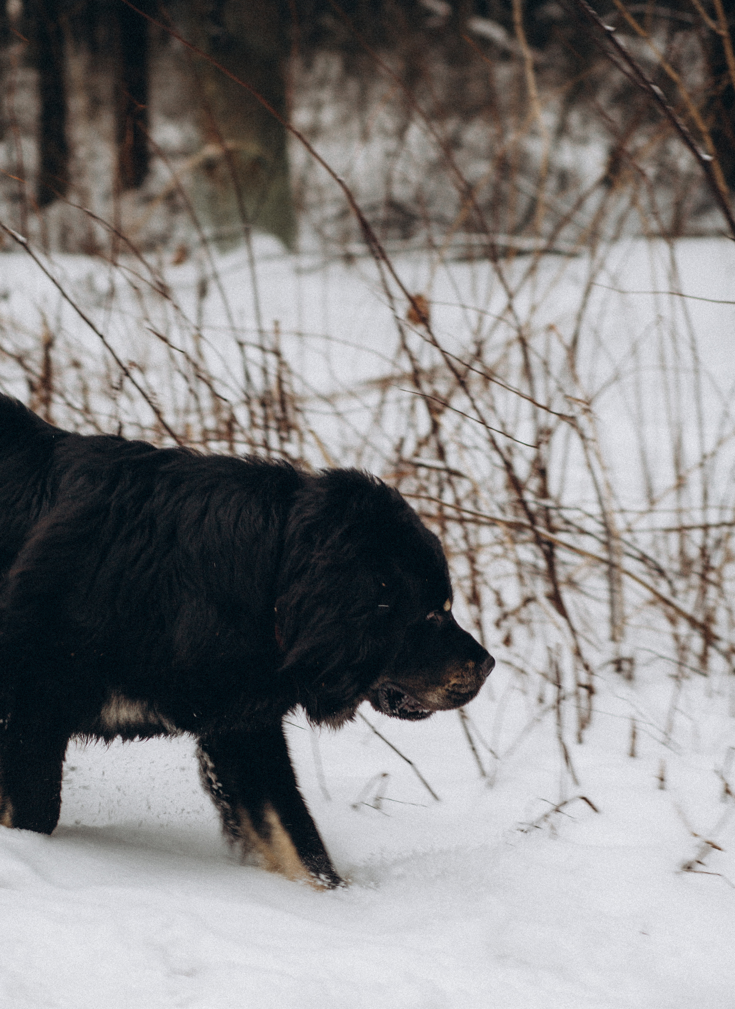 Елена & Александр. Семейный фотограф в Москве и Московской области Донкова Екатерина