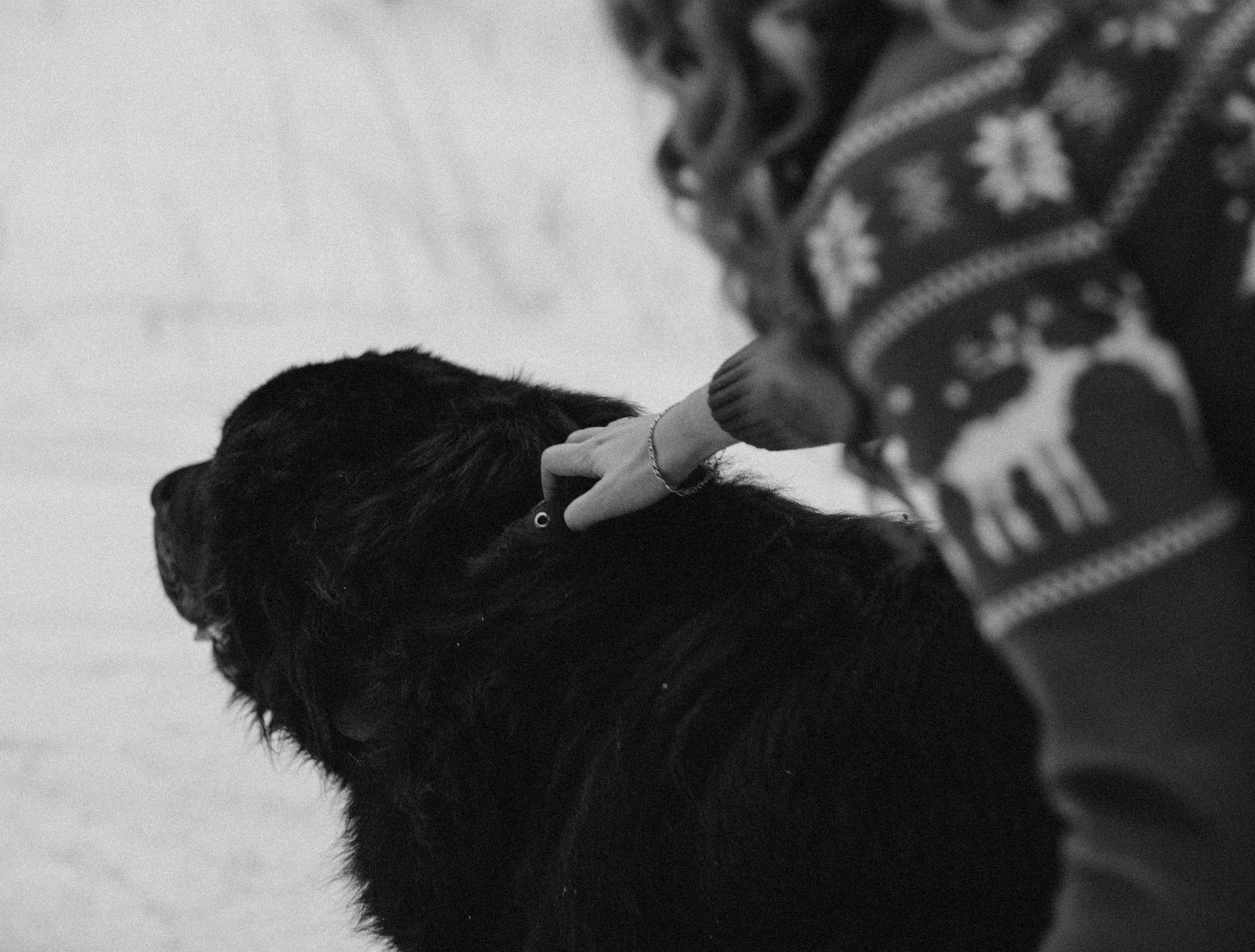Елена & Александр. Семейный фотограф в Москве и Московской области Донкова Екатерина