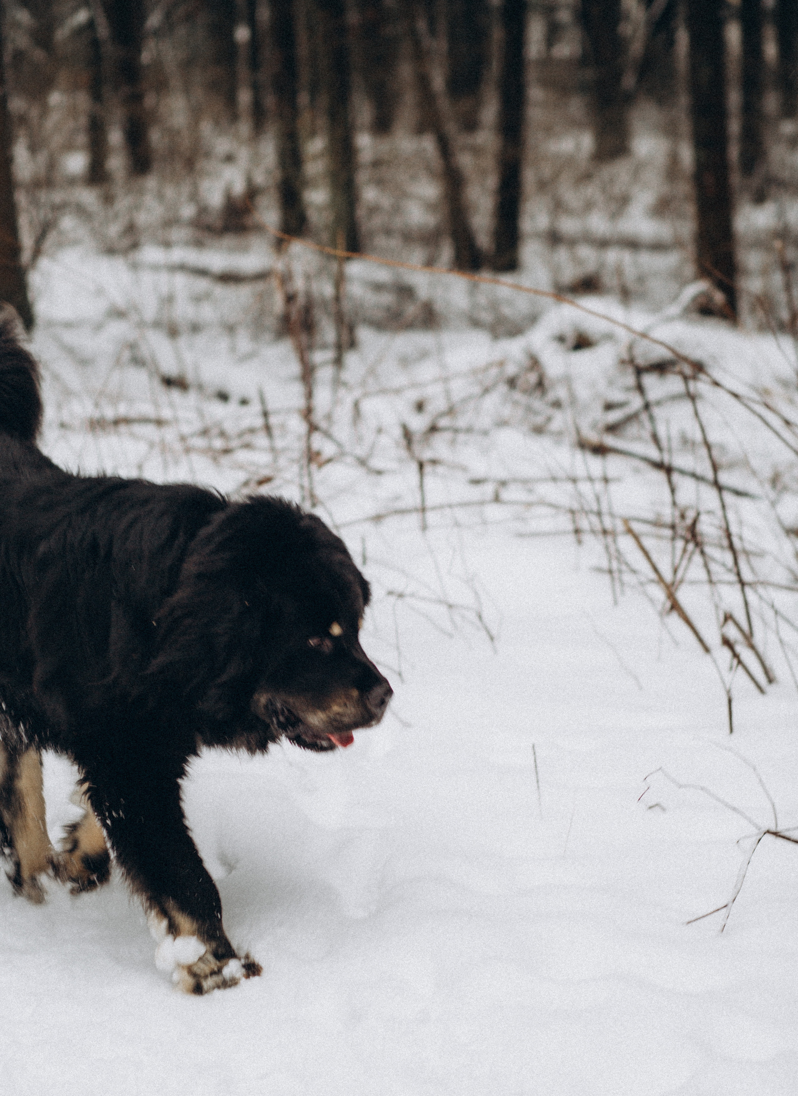 Елена & Александр. Семейный фотограф в Москве и Московской области Донкова Екатерина